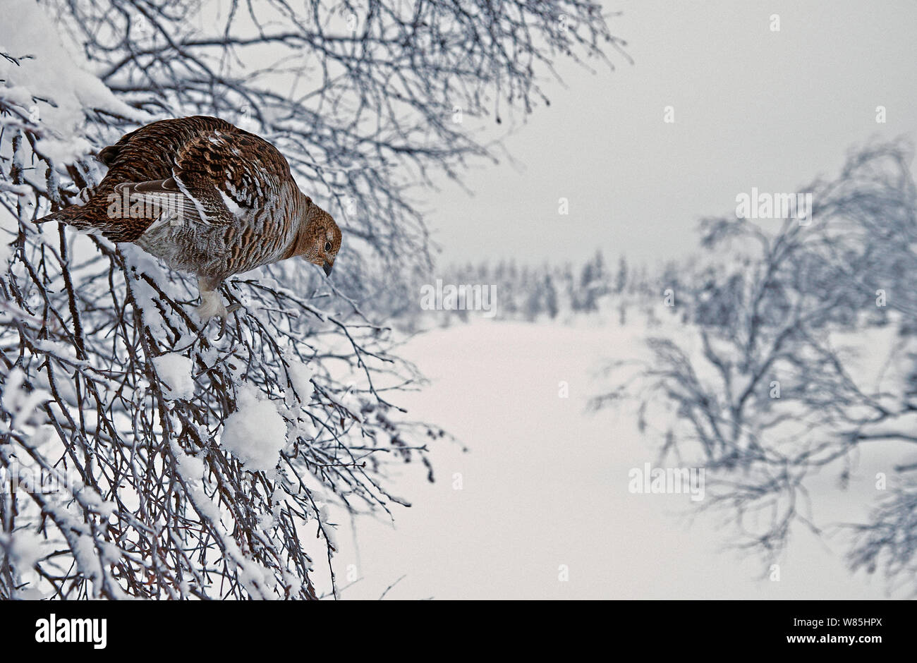 Willow Grouse (Lagopus lagopus) im Baum, Kiilopaa, Inari, Finnland, Januar. Stockfoto