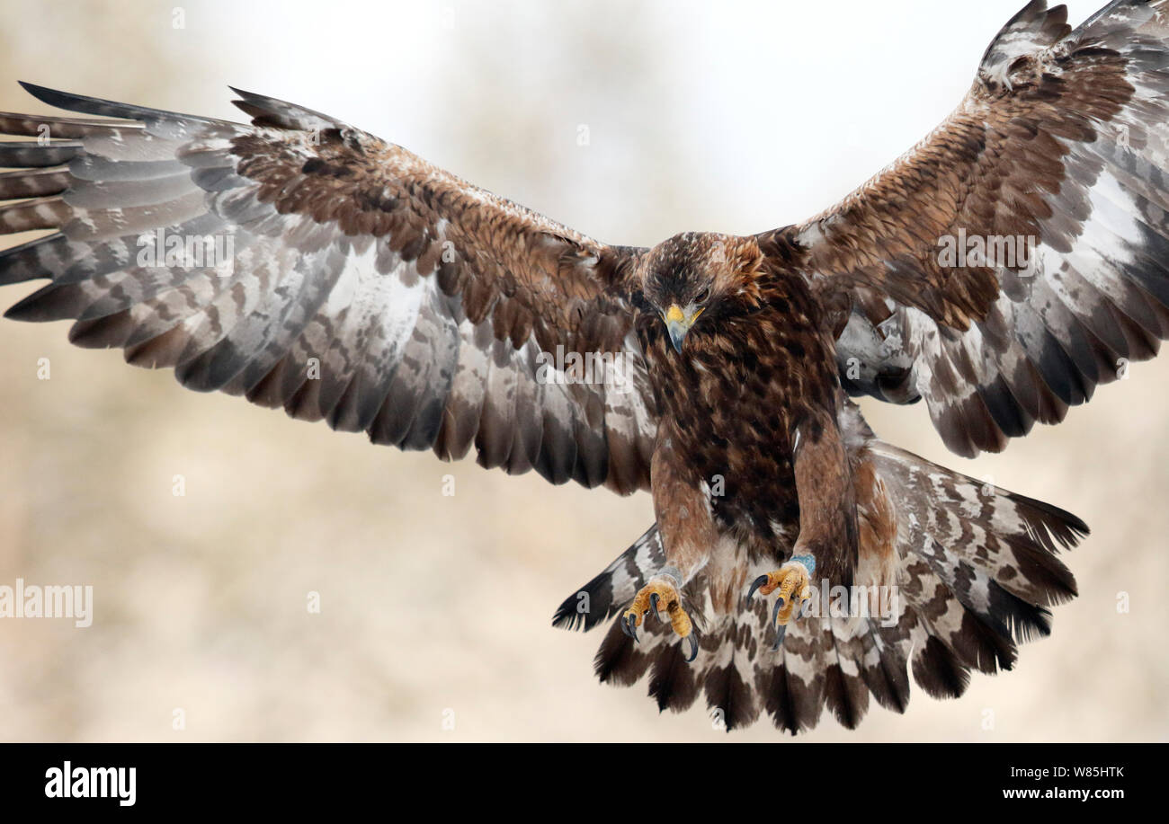 Golden Eagle (Aquila Chrysaetos) fliegen, Utajarvi, Finnland, Dezember. Stockfoto