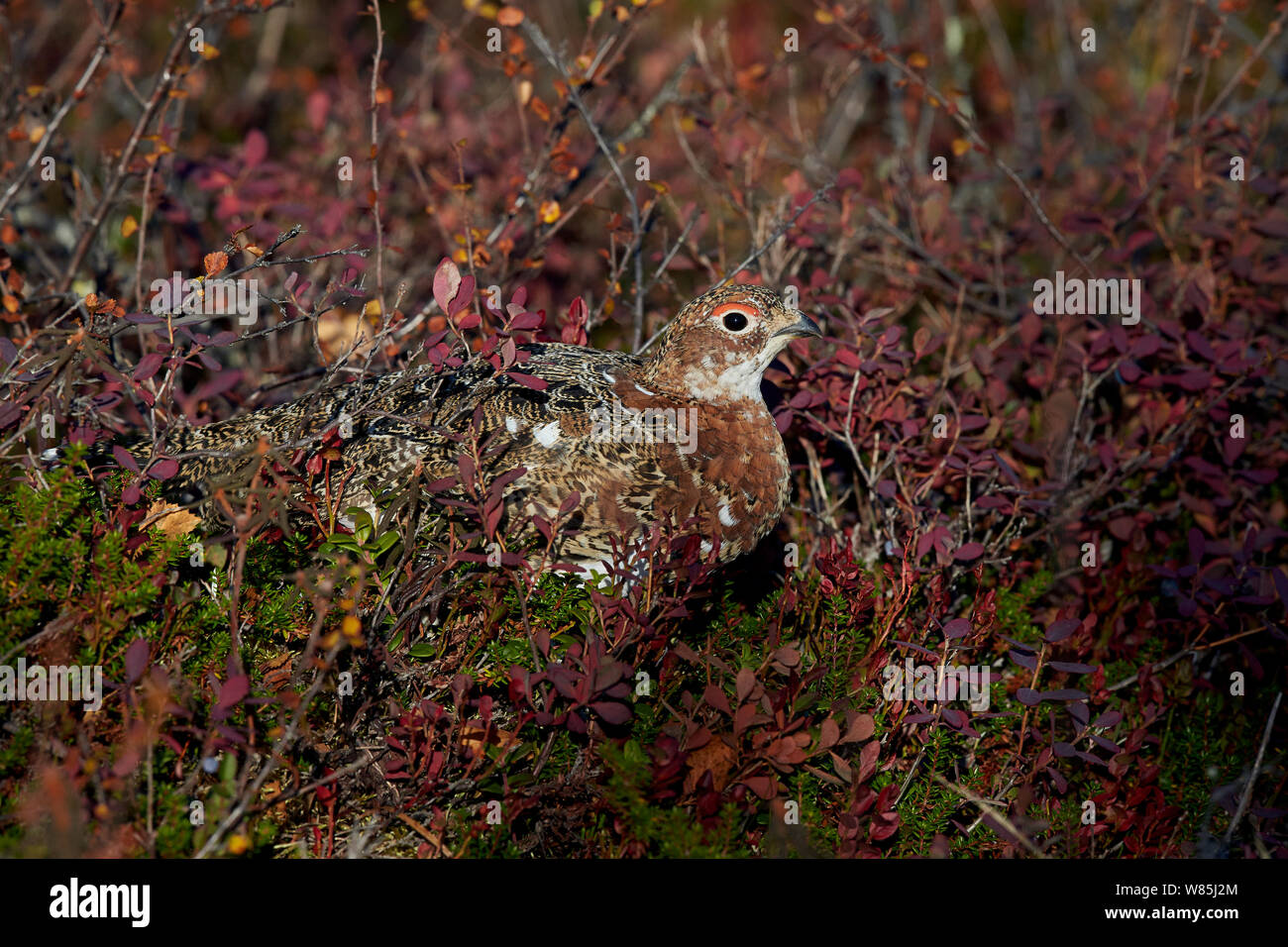 Willow Grouse (Lagopus lagopus), Inari, Finnland, September. Stockfoto