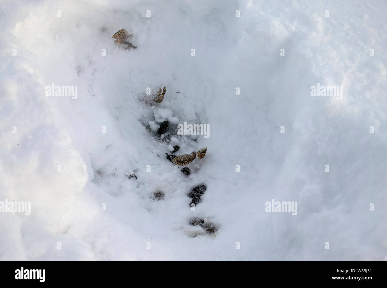 Federn im Schnee Höhle durch willow Grouse (Lagopus lagopus), Kuusamo, Finnland, Juni. Stockfoto