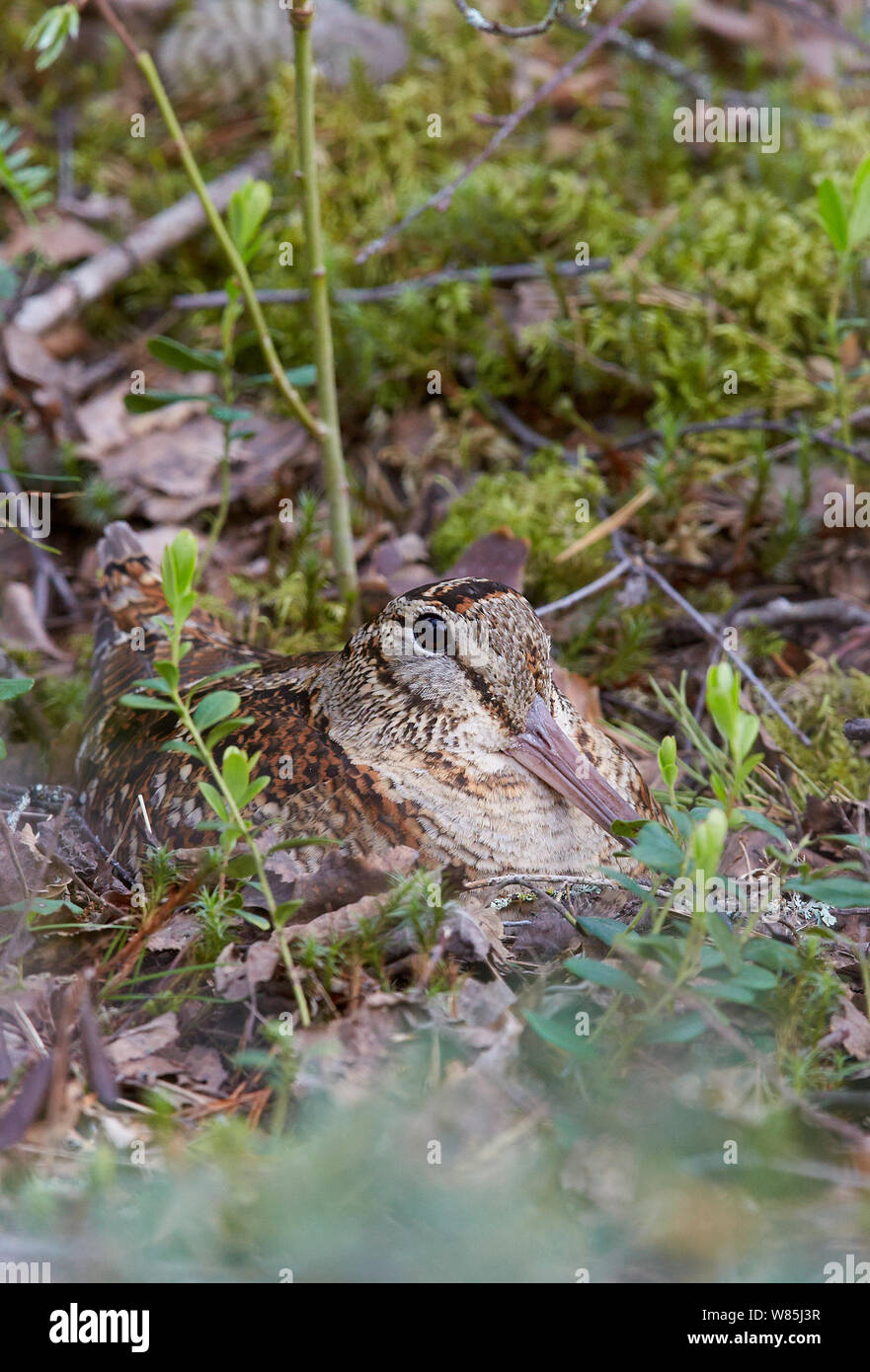 Waldschnepfe (Scolopax rusticola) am Nest, Vaala, Finnland, Juni. Stockfoto