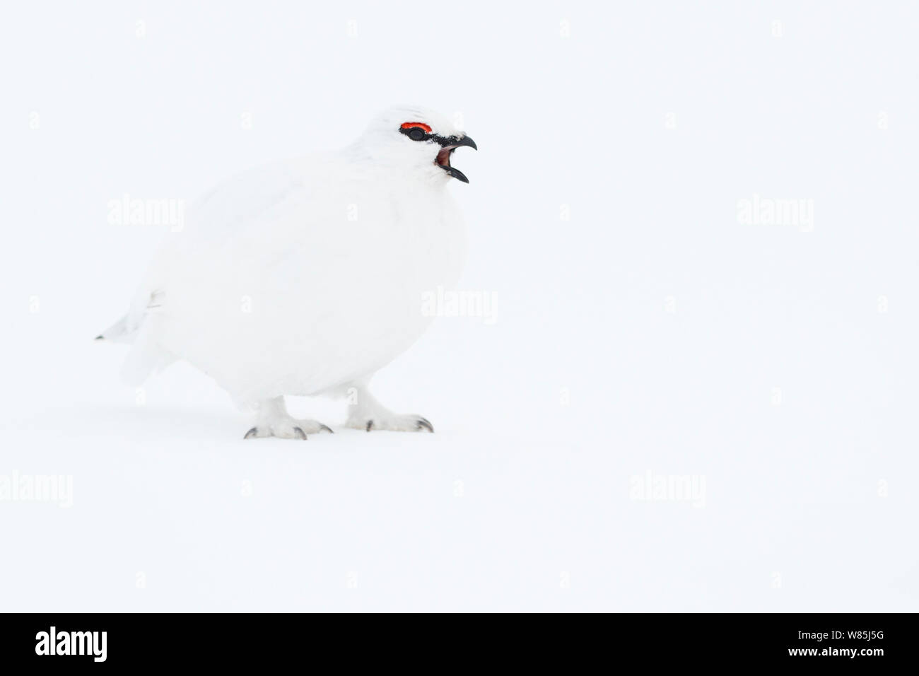 Rock Alpenschneehuhn (Lagopus muta) männlich im Winter Gefieder, im vocal-Display (Anzeige). Rapadalen, Sarek Nationalpark, Welterbe Laponia, Schwedisch Lappland, Schweden. Stockfoto