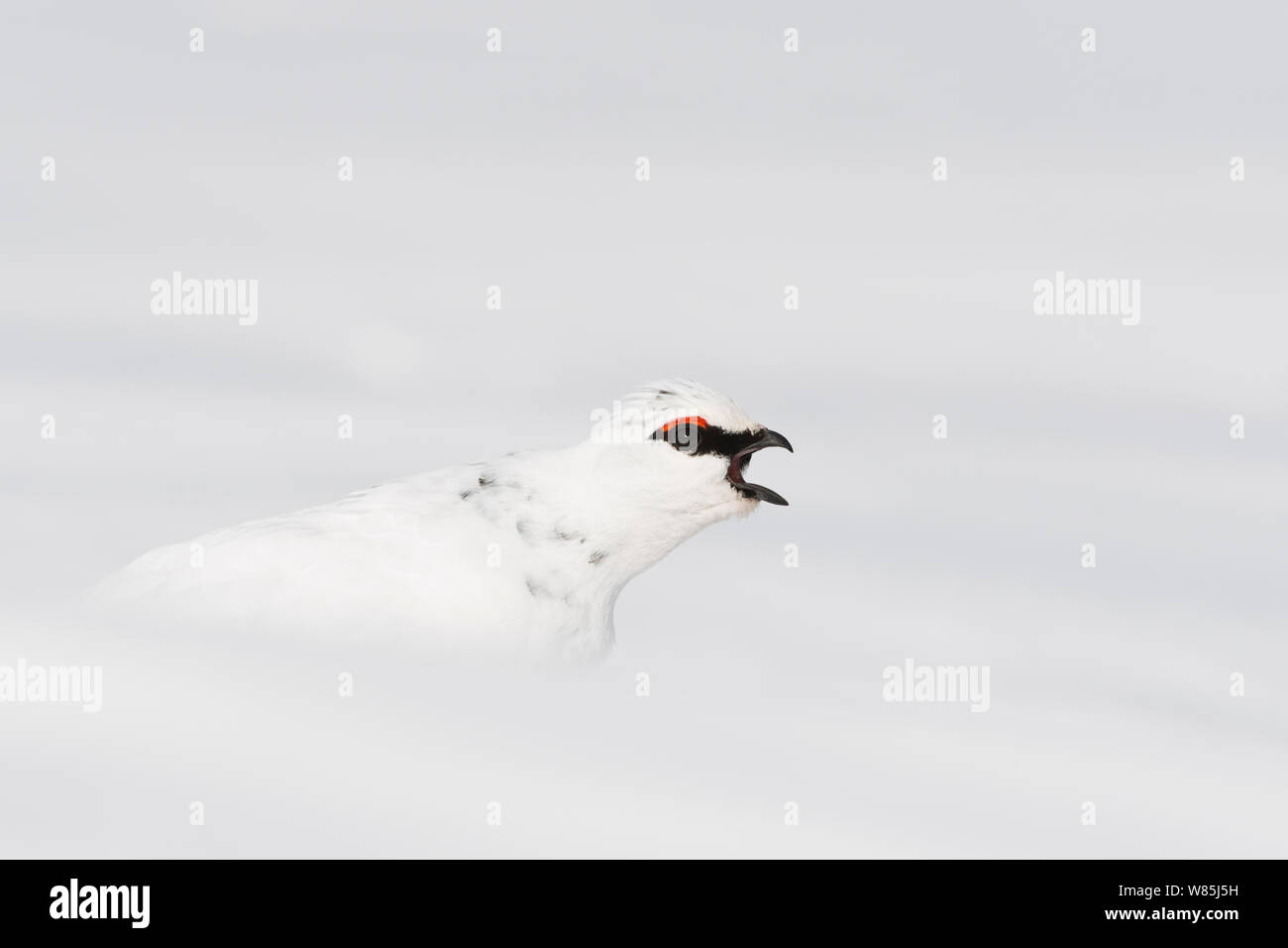 Rock Alpenschneehuhn (Lagopus muta) männlich im Winter Gefieder, im vocal-Display (Anzeige). Rapadalen, Sarek Nationalpark, Welterbe Laponia, Schwedisch Lappland, Schweden. Stockfoto