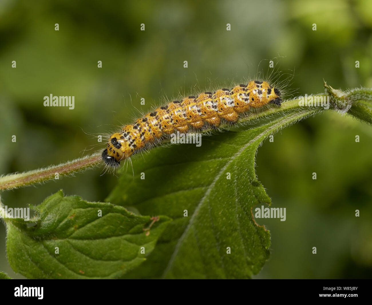 Buff tipp Motte (Phalera bucephala) Caterpillar. Sussex, England, UK. Juli. Stockfoto