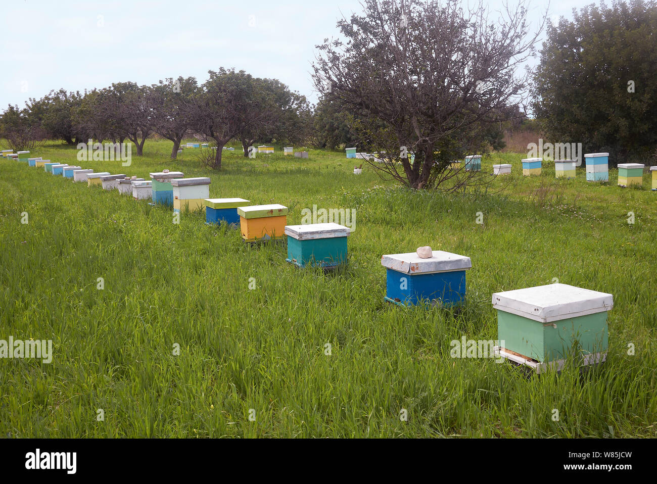 Eine große Anzahl der Bienenvölker in der Wiese. Zypern. März. Stockfoto