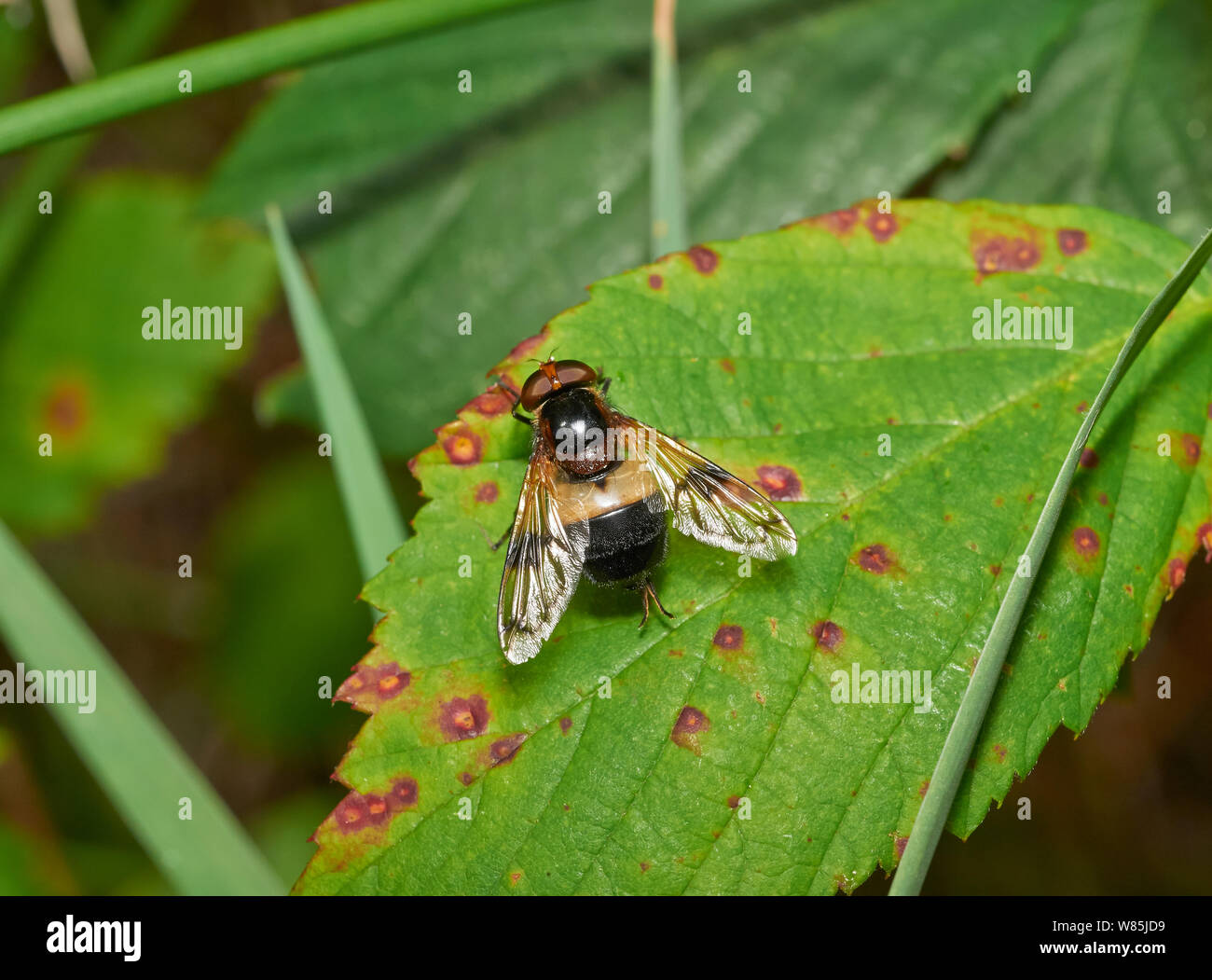 Hoverfly (Volucella pellucens) Endreinigung zurück Beine. Sussex, England, UK. August. Stockfoto