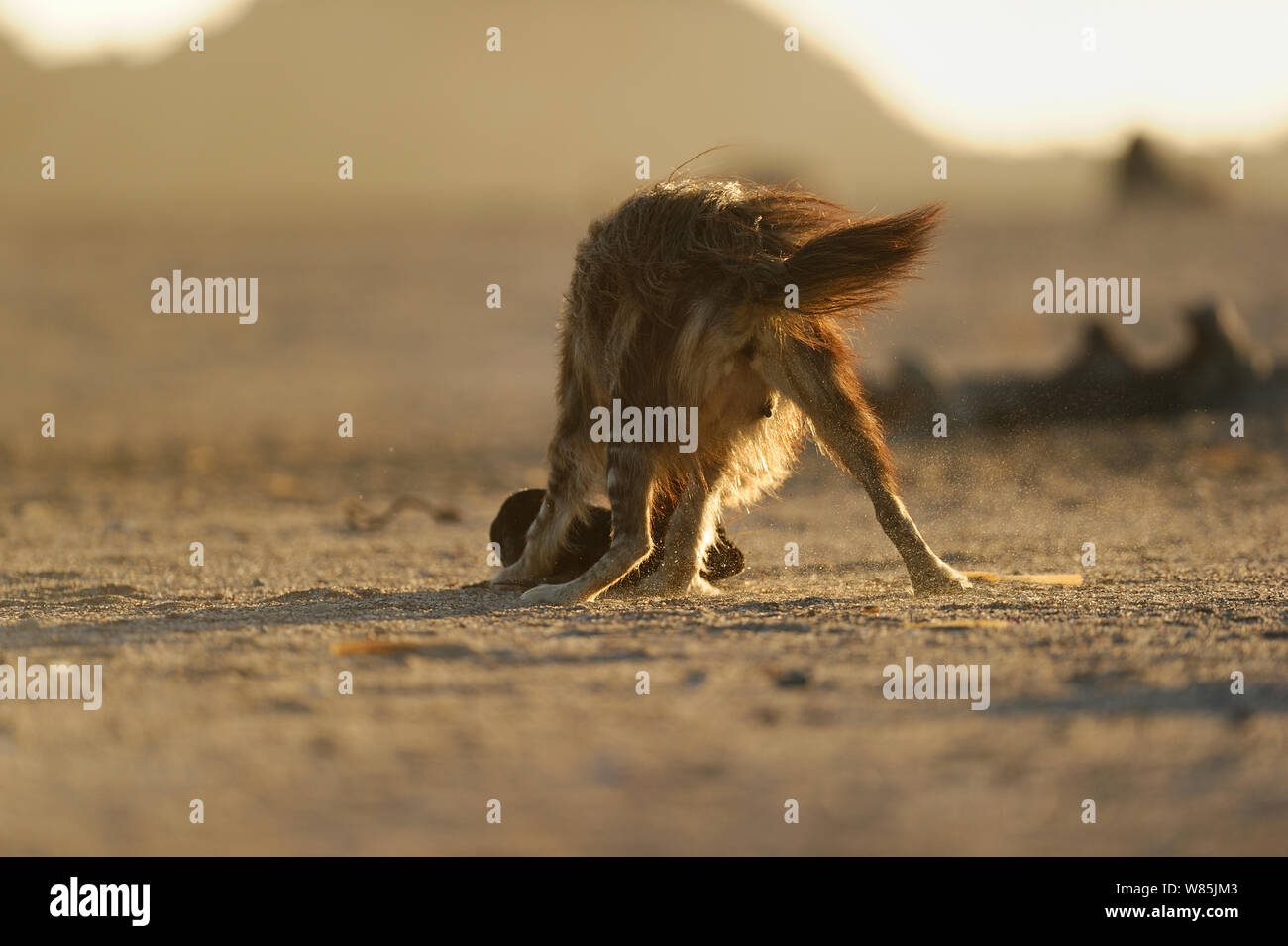 Braune Hyäne (Hyaena brunnea) unter Fell Dichtung (Arctocephalus Pusillus) pup, Sperrgebiet Nationalpark, Namibia, Dezember. Sequenz 3/8 Stockfoto