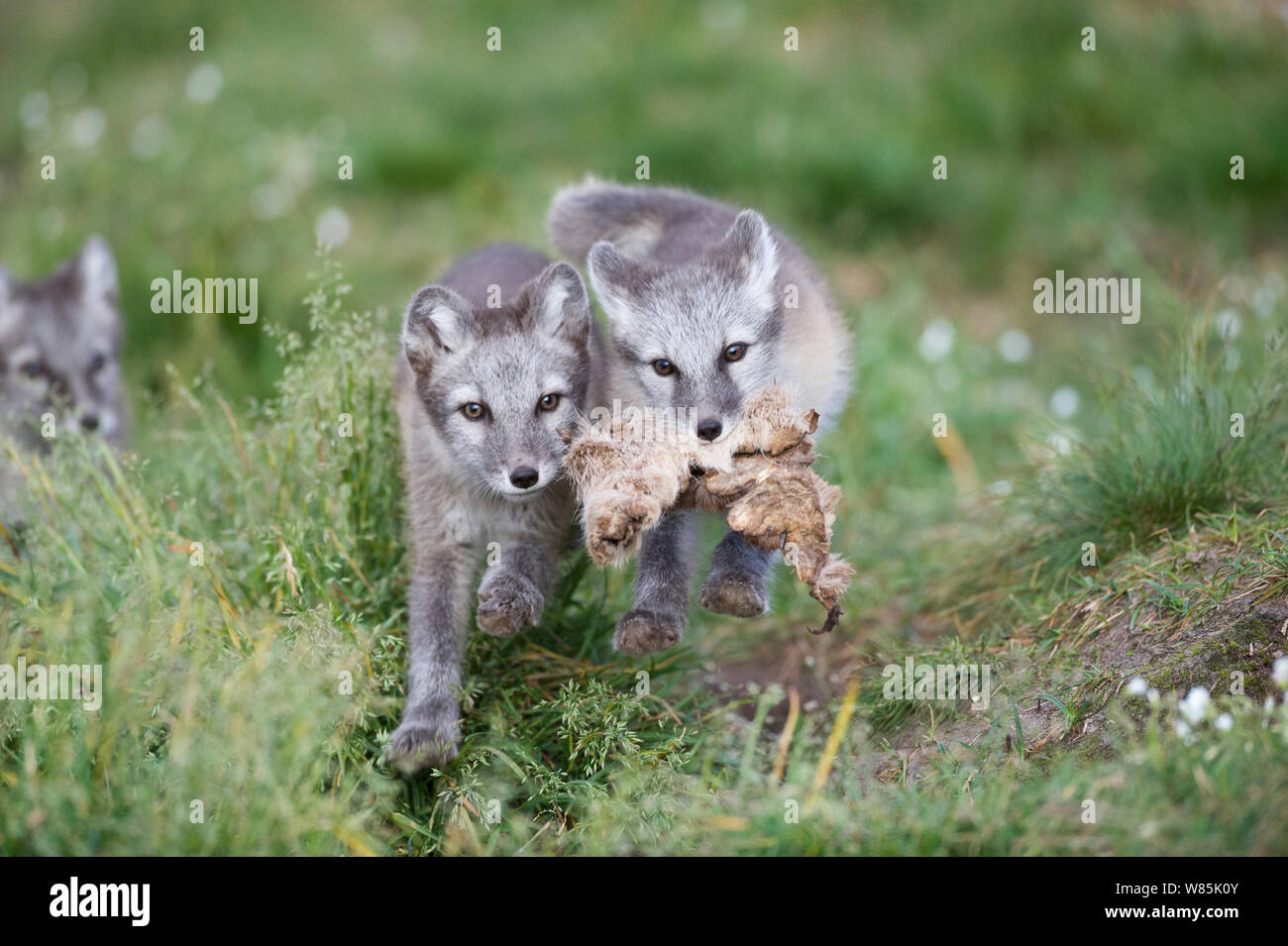 Polarfuchs (Alopex lagopus) Jungen spielen mit Haut, dovrefjell-sunndalsfjella Nationalpark, Norwegen, Juli. Stockfoto