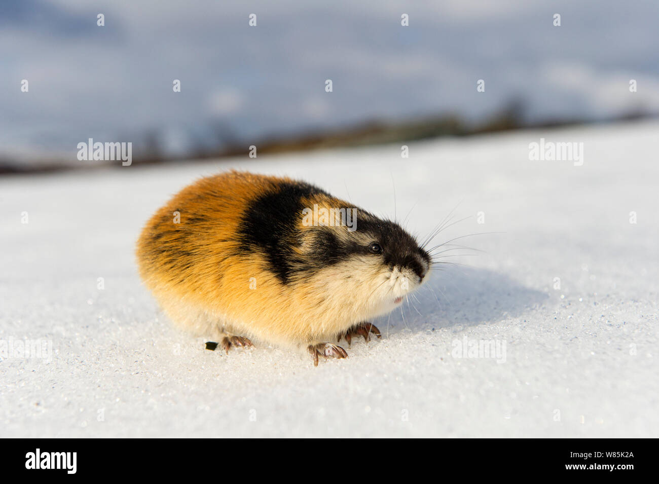 Norwegen Lemming (Lemmus lemmus) auf Schnee, während der LEMMING Bevölkerungsexplosion, Vauldalen, Norwegen, Mai, 2011. Stockfoto