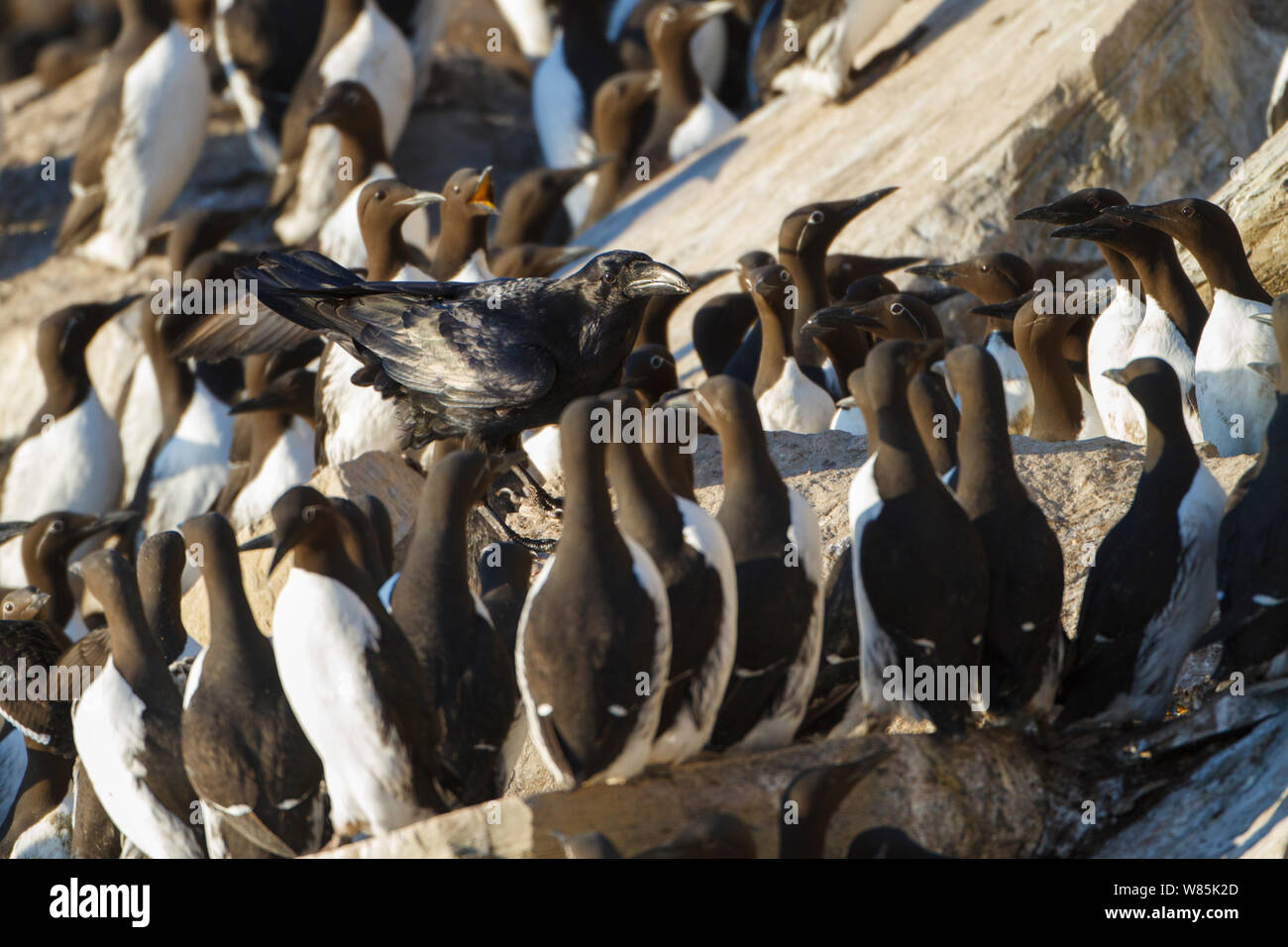 Kolkrabe (Corvus Corax) in einer Kolonie von Gemeinsamen trottellummen (Uria aalge) Hornoya vogel Cliff, Norwegen. Stockfoto