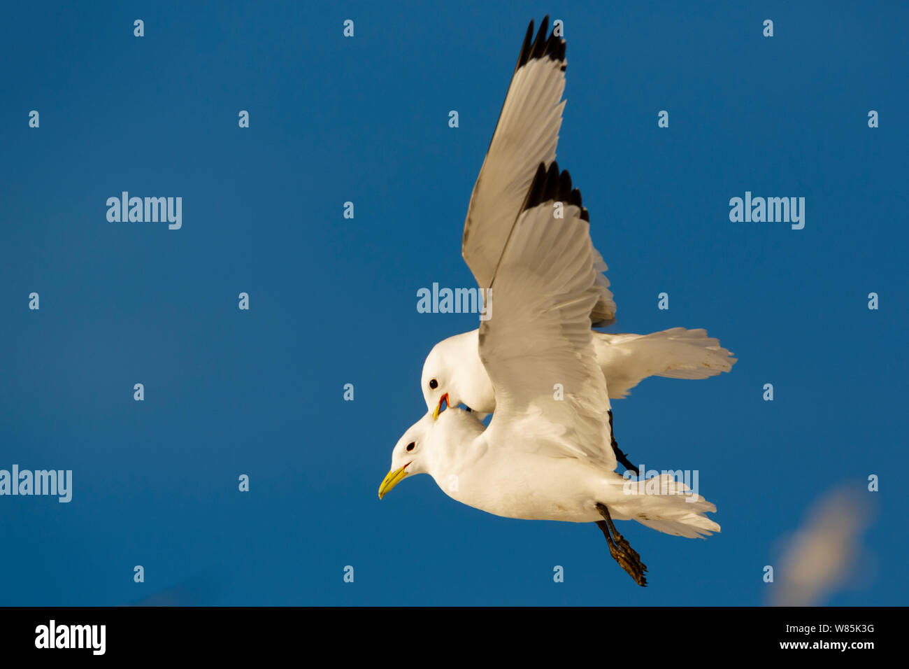 Dreizehenmöwe (Rissa tridactyla) kämpfen im Flug, Hornoya, Finnmark, Norwegen. März. Stockfoto