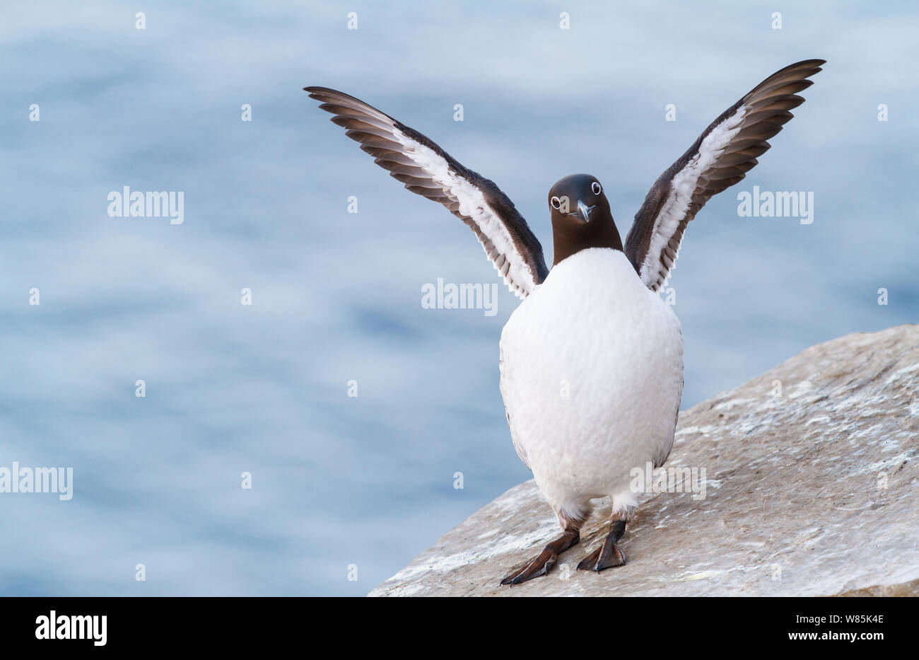 Gemeinsame trottellumme (Uria aalge) Schlagflügel, gezügelte Guillemot Morph mit weißem Ring rund um das Auge. Hornoya vogel Klippe, Finnmark, Norwegen. März. Stockfoto