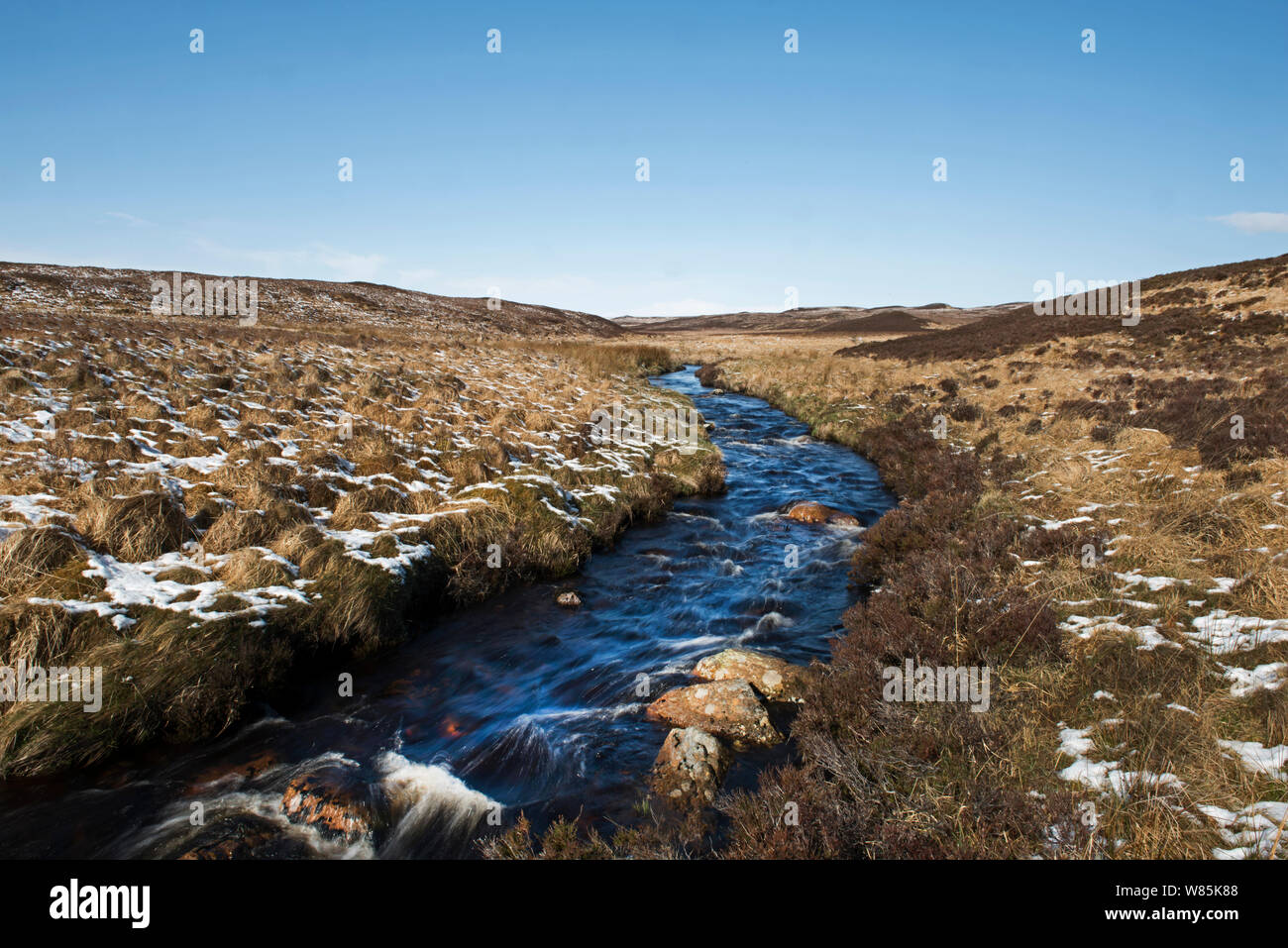 Decke im frühen Frühjahr Moor, Forsinaird RSPB Reservat, die fliesst, Sutherland und Caithness, Schottland, UK, April. l Stockfoto