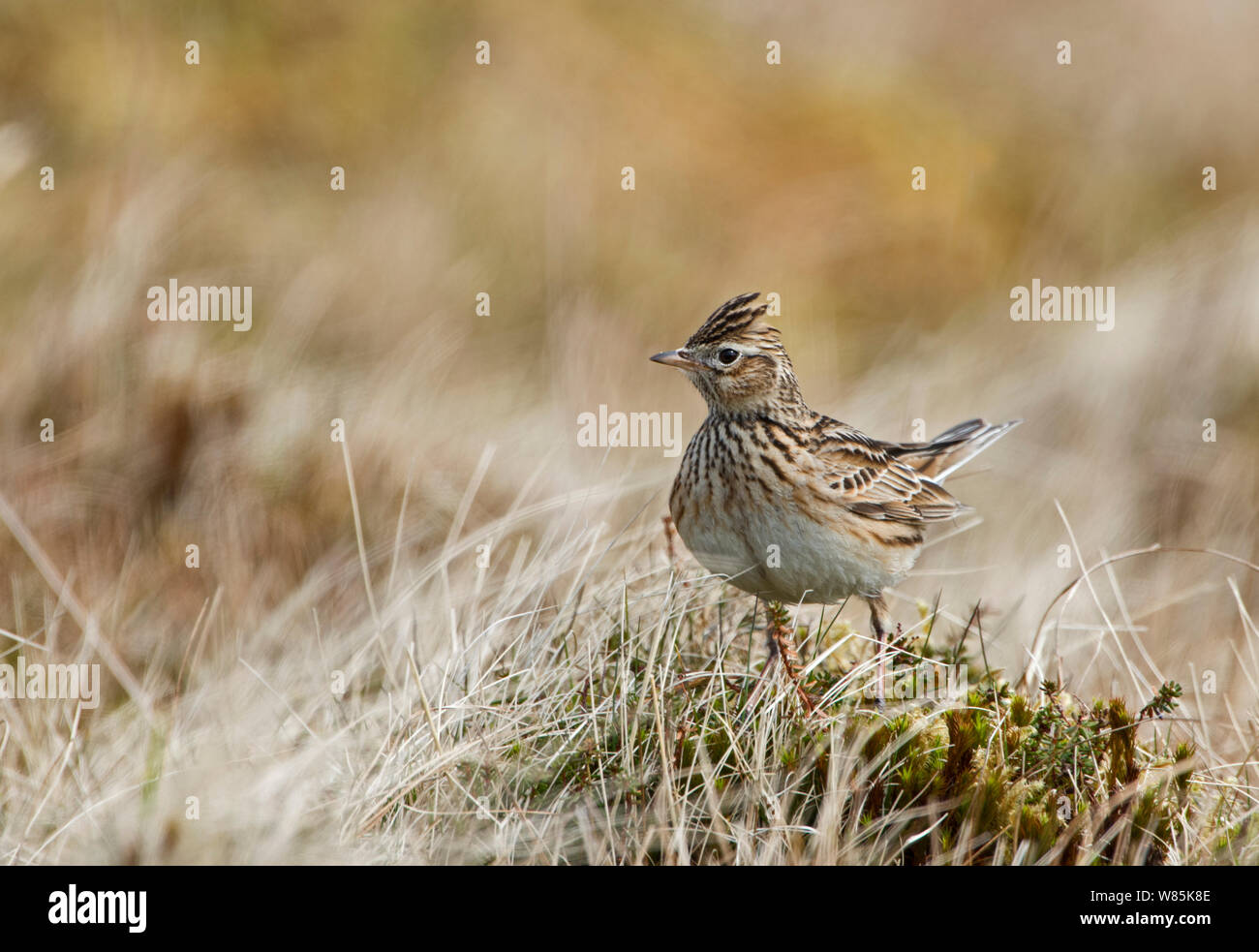 Feldlerche (Alauda arvensis) auf Masse, Shetlandinseln, Schottland, UK, April. Stockfoto