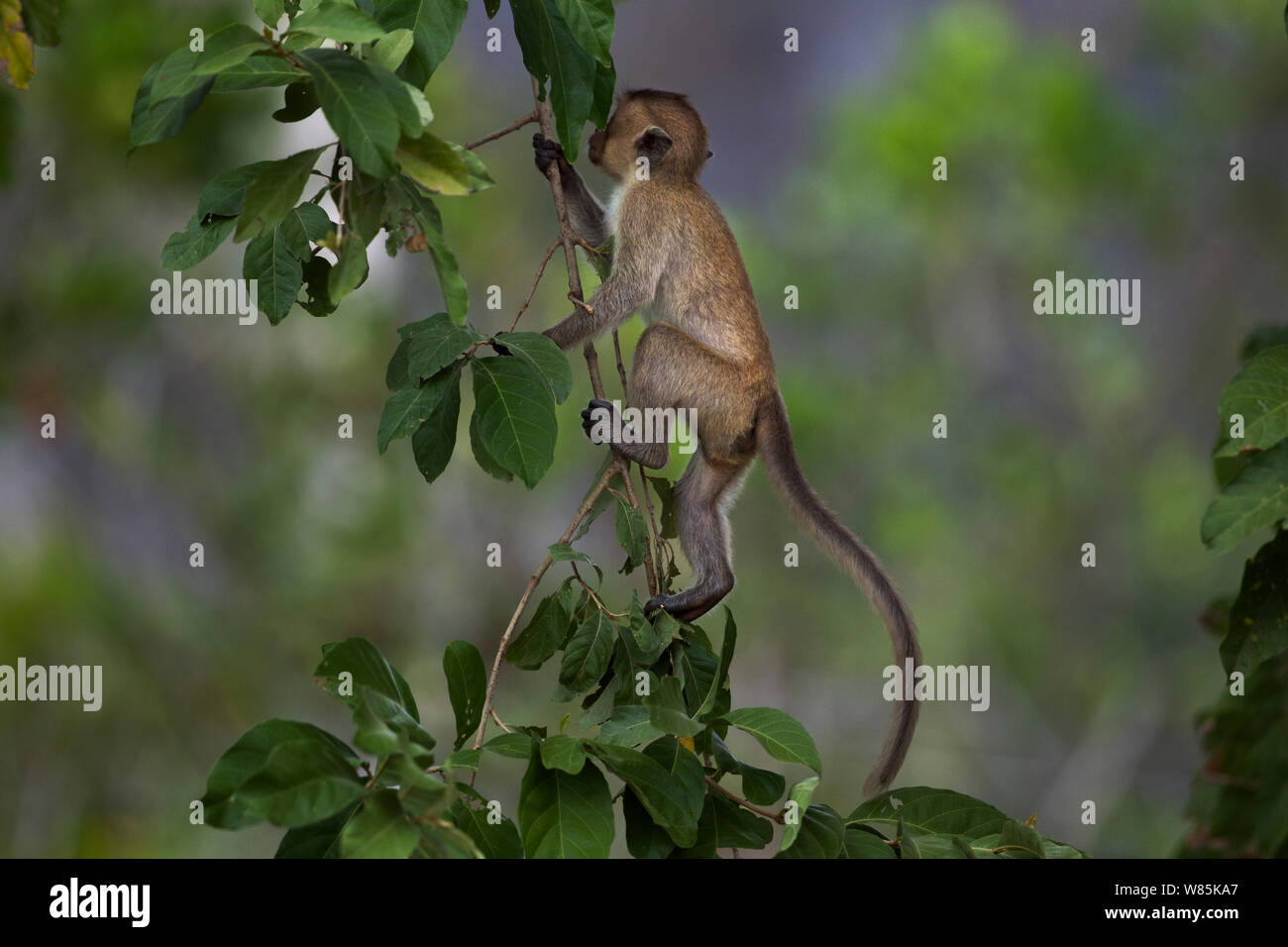 Long-tailed Makaken (Macaca fascicularis) Kinder Klettern eine Niederlassung. Khao Sam Roi Yot Nationalpark, Thailand. Stockfoto