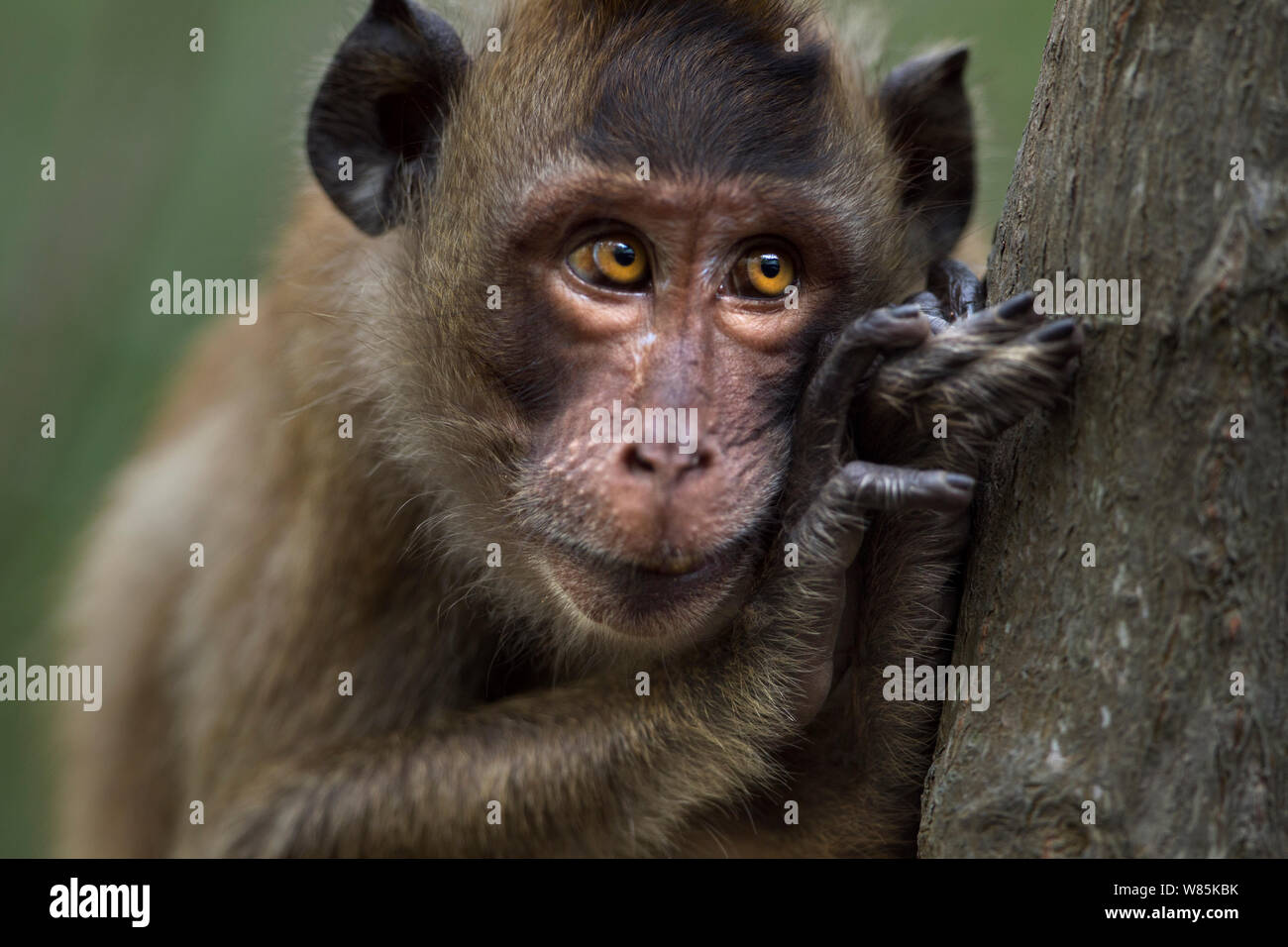 Long-tailed Makaken (Macaca fascicularis) juvenile Portrait. Khao Sam Roi Yot Nationalpark, Thailand. Stockfoto