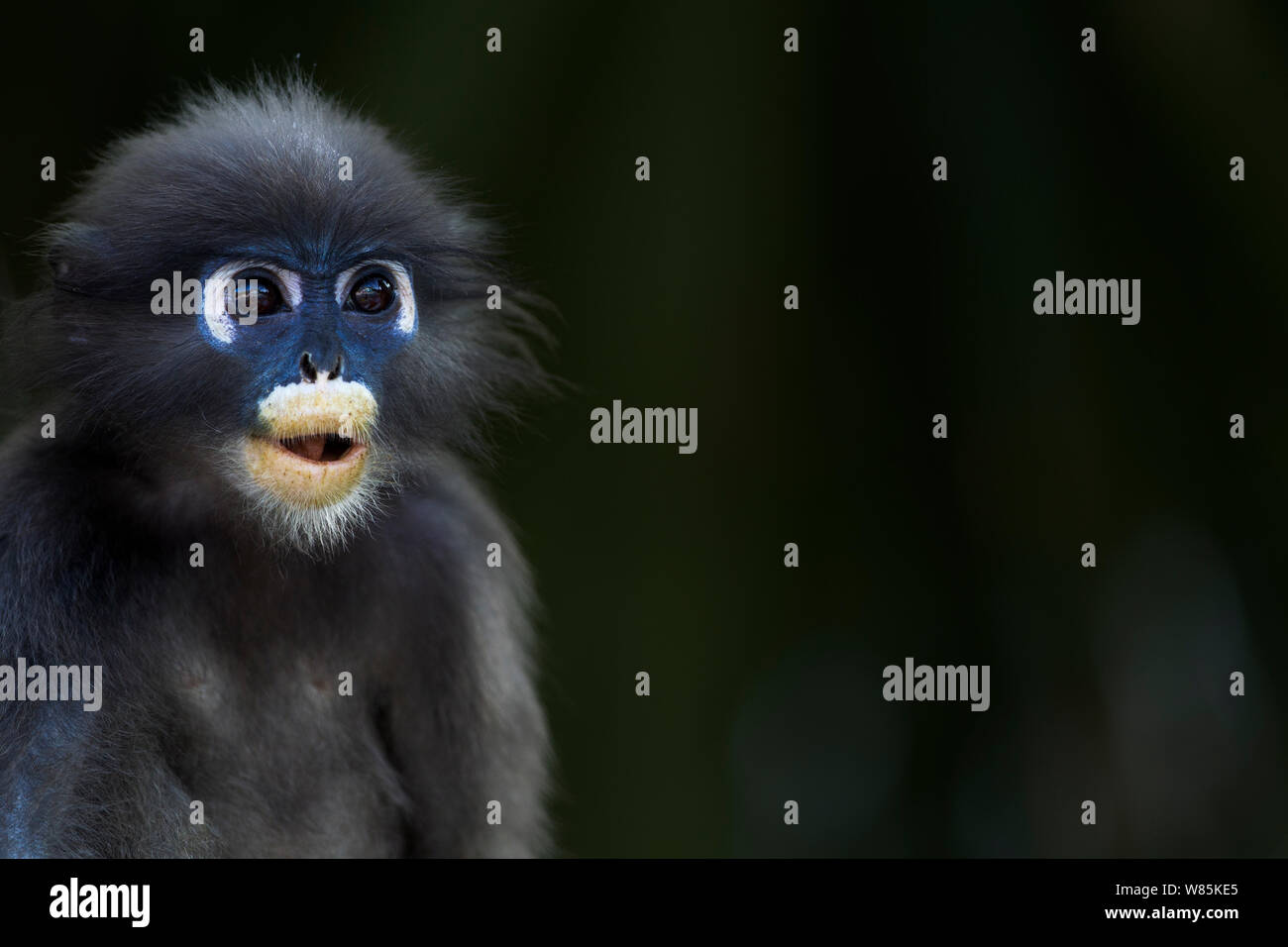 Dusky Blatt monkey (Trachypithecus Obscurus) Portrait. Khao Sam Roi Yot Nationalpark, Thailand. Stockfoto