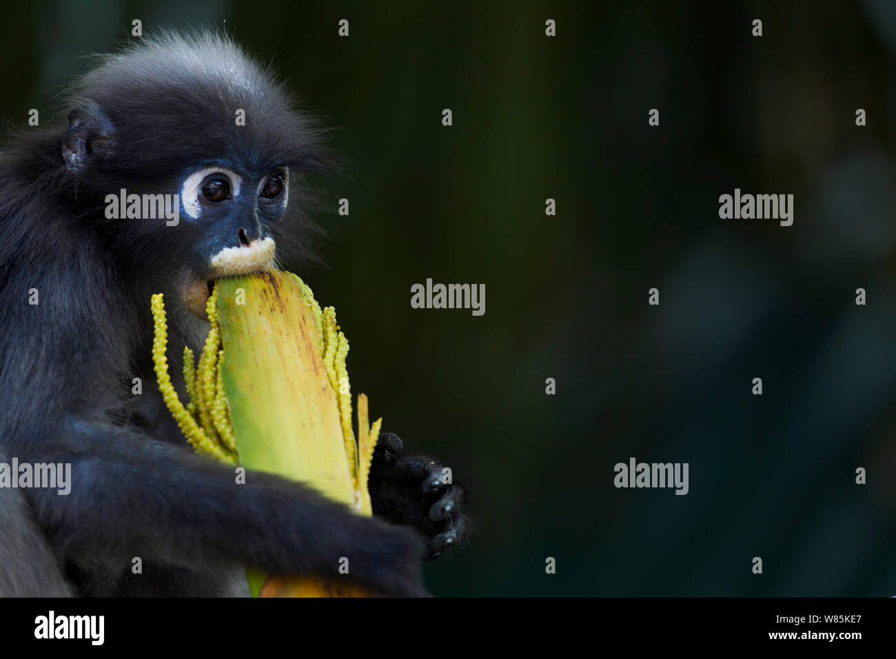 Dusky Blatt monkey (Trachypithecus Obscurus) Fütterung auf Palm. Khao Sam Roi Yot Nationalpark, Thailand. Stockfoto