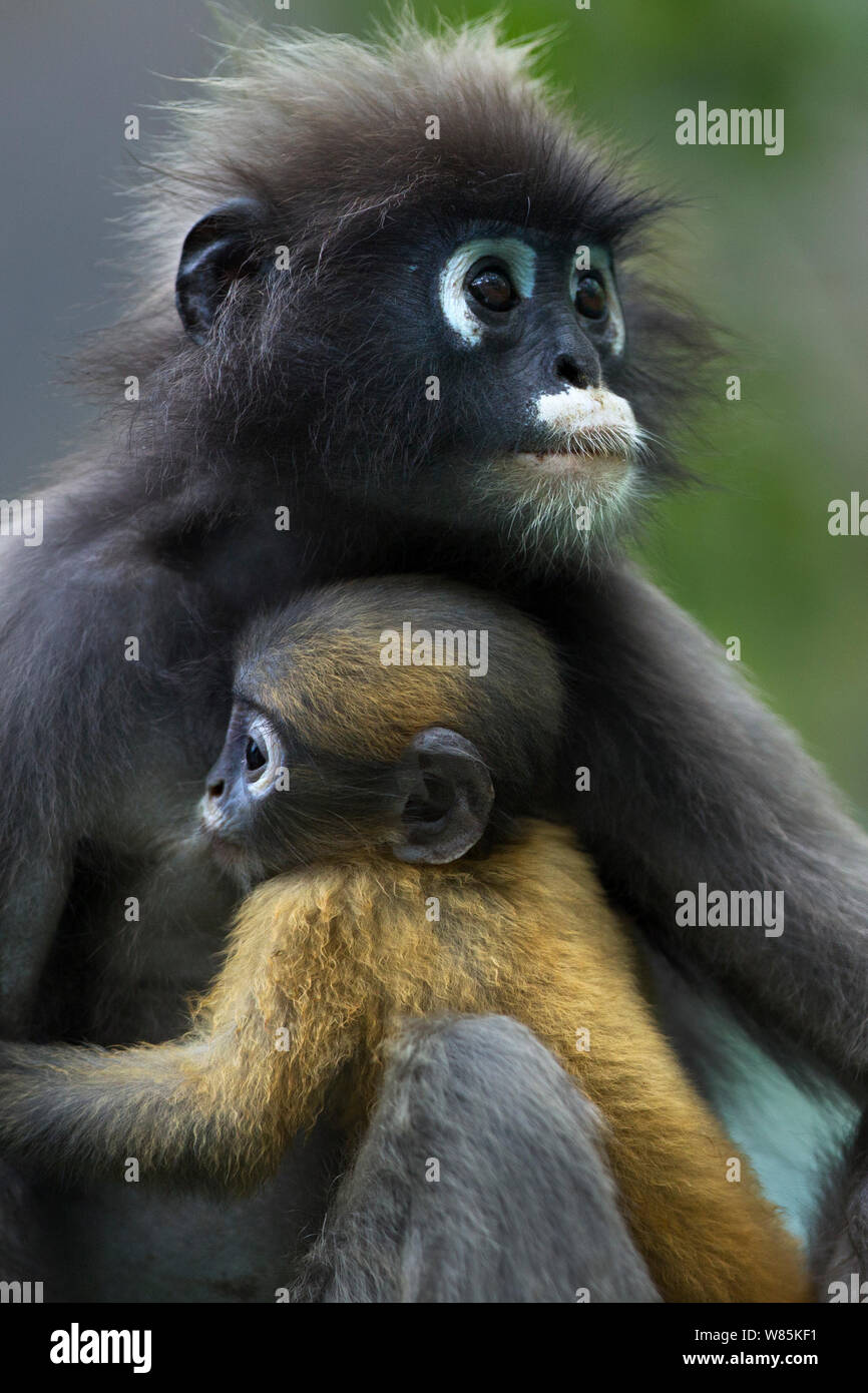 Dusky Blatt monkey (Trachypithecus Obscurus) Frau mit Säugling Baby. Khao Sam Roi Yot Nationalpark, Thailand. Stockfoto