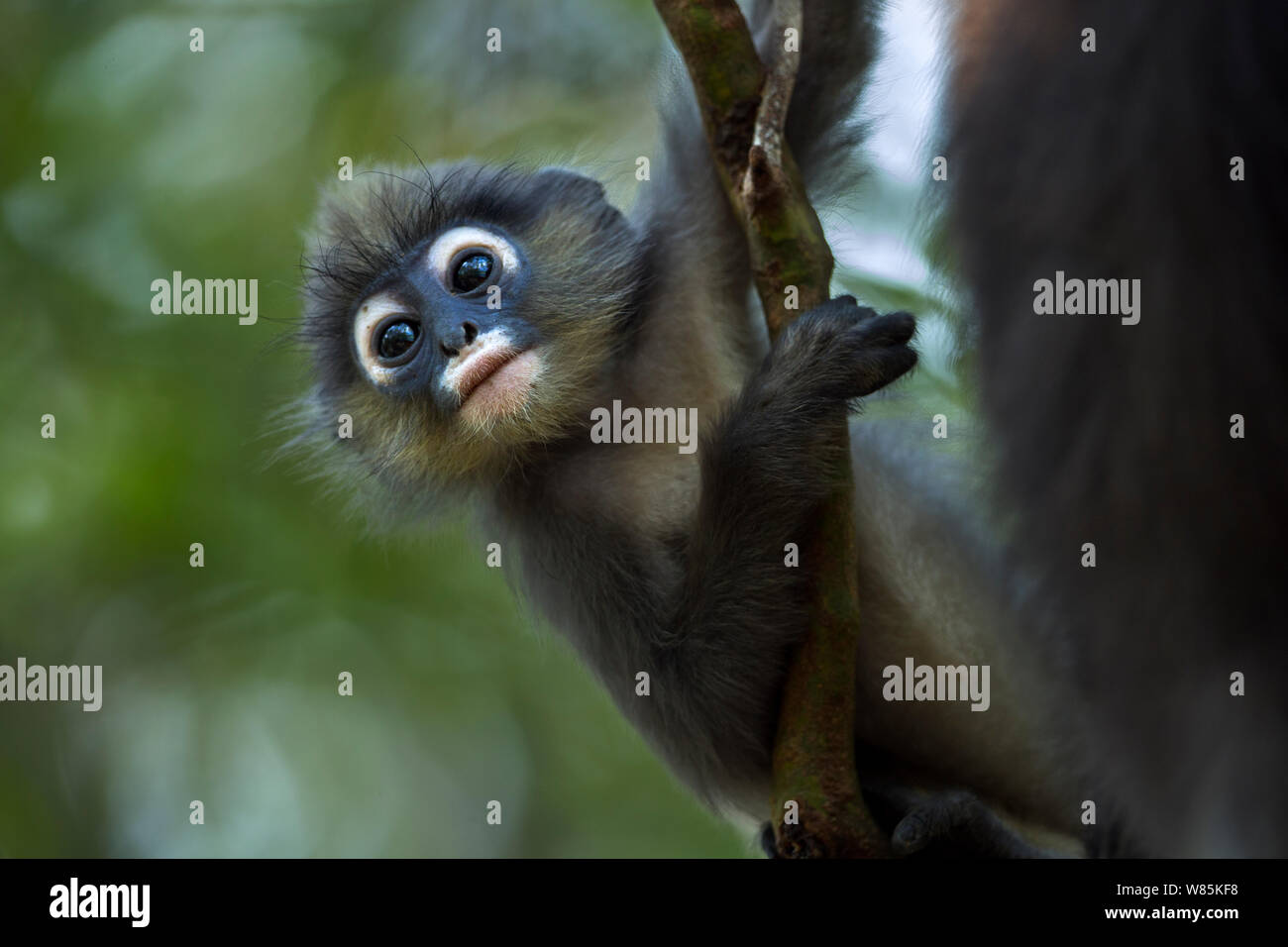 Dusky Blatt monkey (Trachypithecus Obscurus) Baby spielt. Khao Sam Roi Yot Nationalpark, Thailand. März 2015. Stockfoto