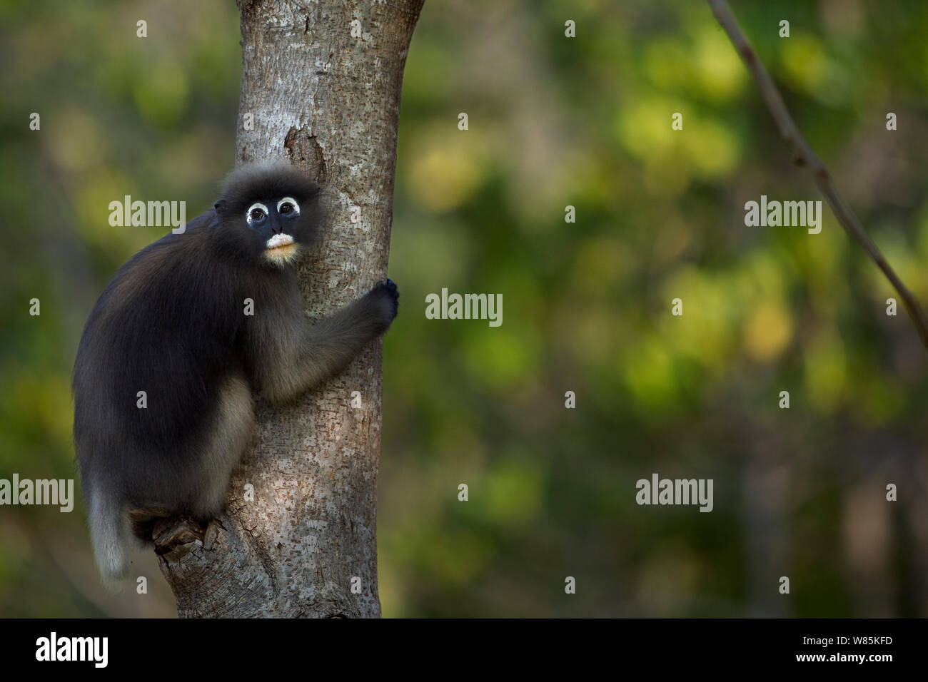 Dusky Blatt monkey (Trachypithecus Obscurus) Festhalten an einem Baum. Khao Sam Roi Yot Nationalpark, Thailand. März 2015. Stockfoto