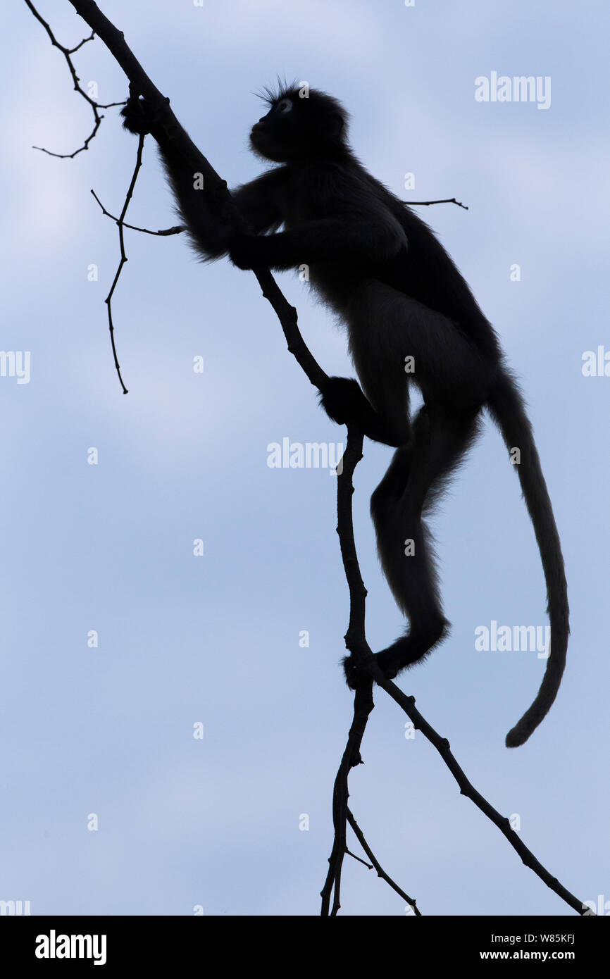 Dusky Blatt monkey (Trachypithecus Obscurus) silhouetted, Schwingen aus einem Zweig. Khao Sam Roi Yot Nationalpark, Thailand. März 2015. Stockfoto