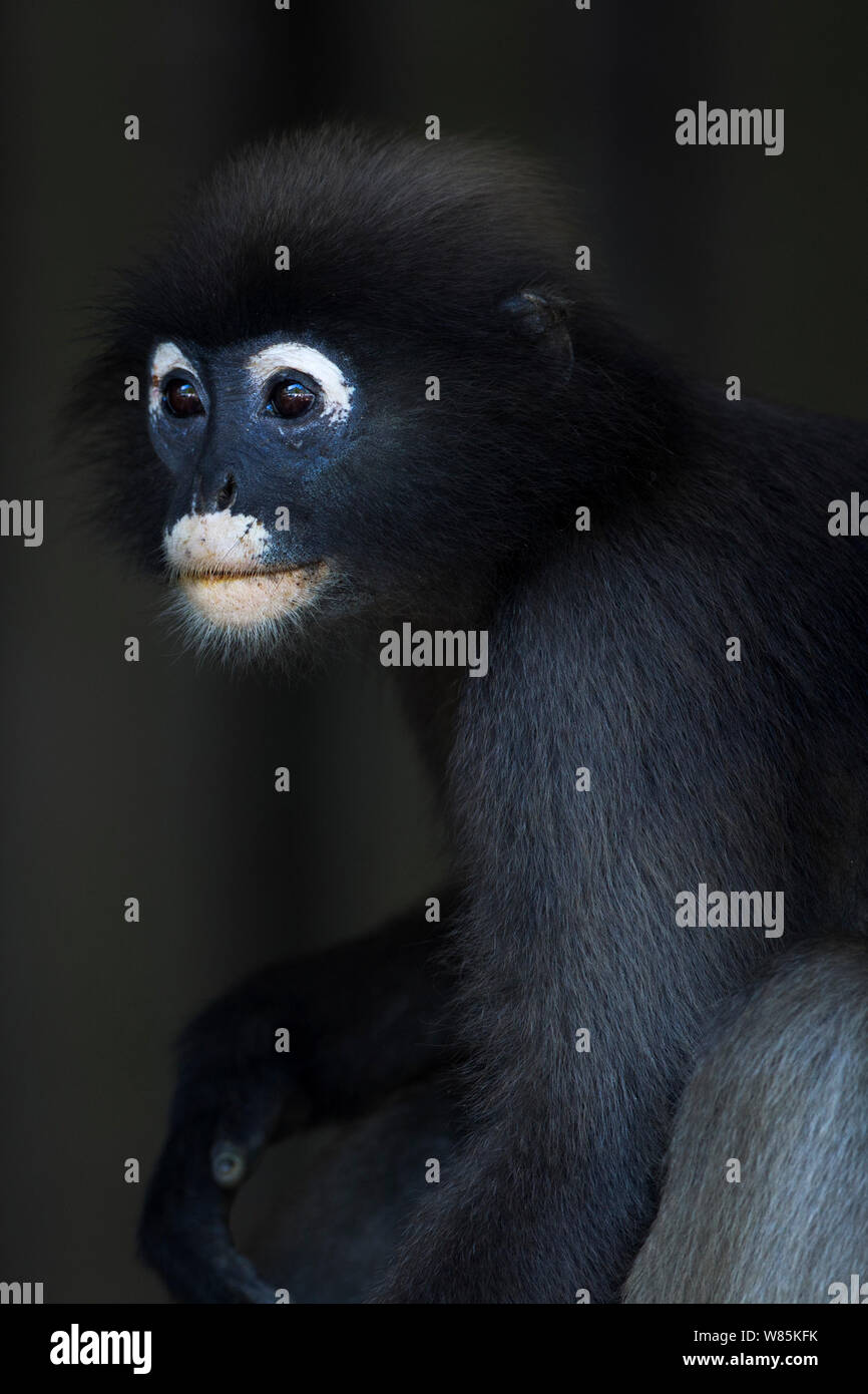 Dusky Blatt monkey (Trachypithecus Obscurus) männliche Portrait. Khao Sam Roi Yot Nationalpark, Thailand. März 2015. Stockfoto