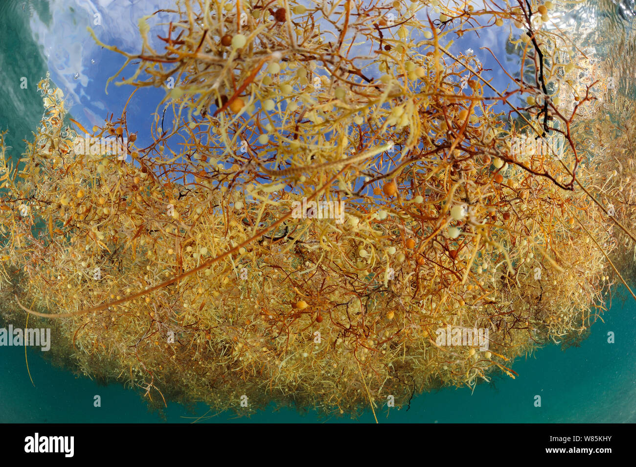 Gemeinsame sargasso Unkraut (Sargassum natans) von Unterwasser, Sargassosee, Bermuda Stockfoto