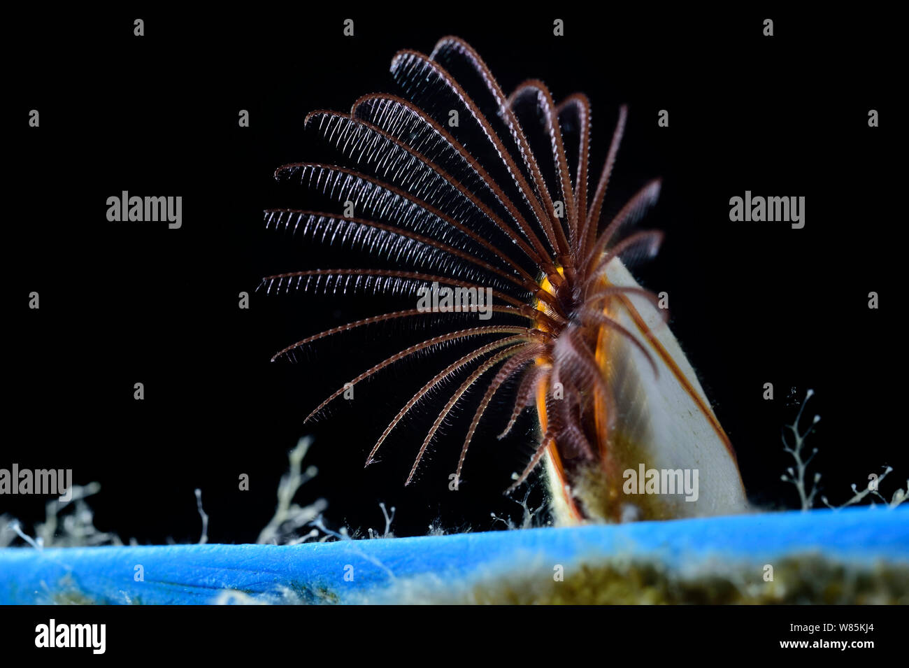 Gemeinsame Gans barnacle (Lepas anatifera) auf ein Stück Plastik. Sargassosee, Bermuda Stockfoto