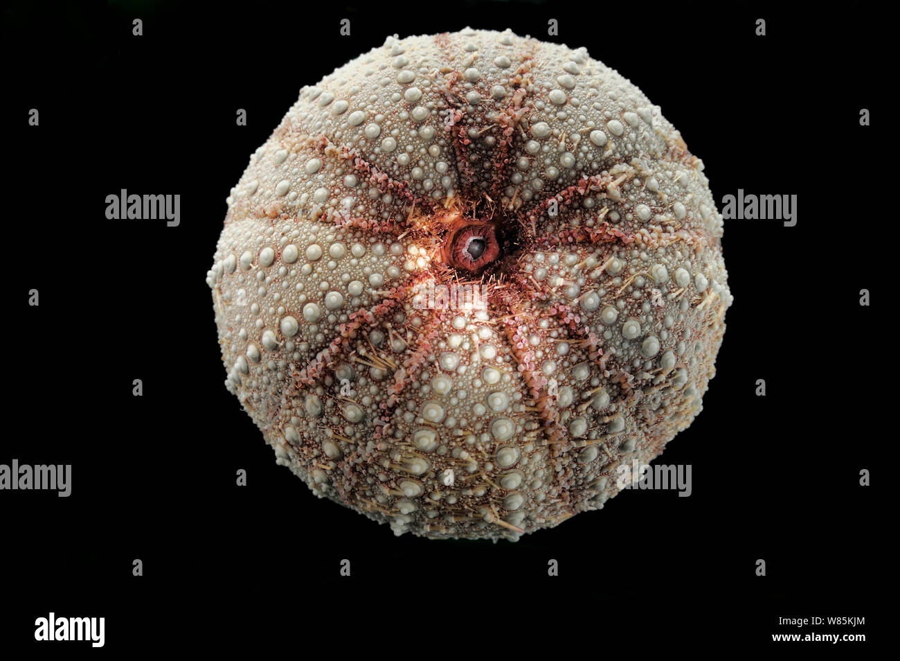 Deepsea sea urchin (Dermechinus horridus) Exemplar der Scotia See, im südlichen Atlantik, in der Nähe von South Georgia Island. Stockfoto