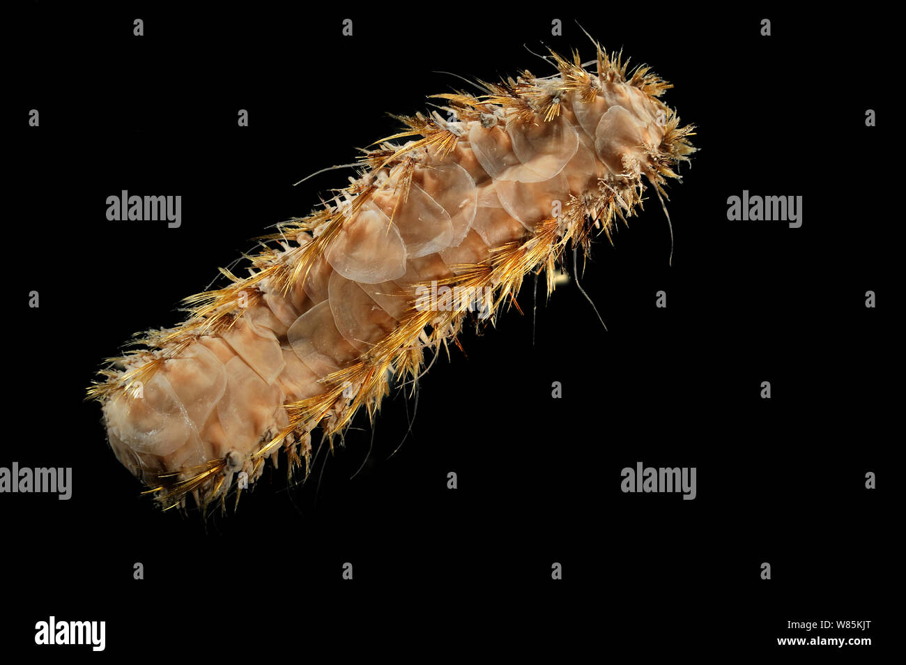 Giant scale Worm (Eulagisca gigantea) Muster von der Tiefsee der Antarktis Ozean. Stockfoto