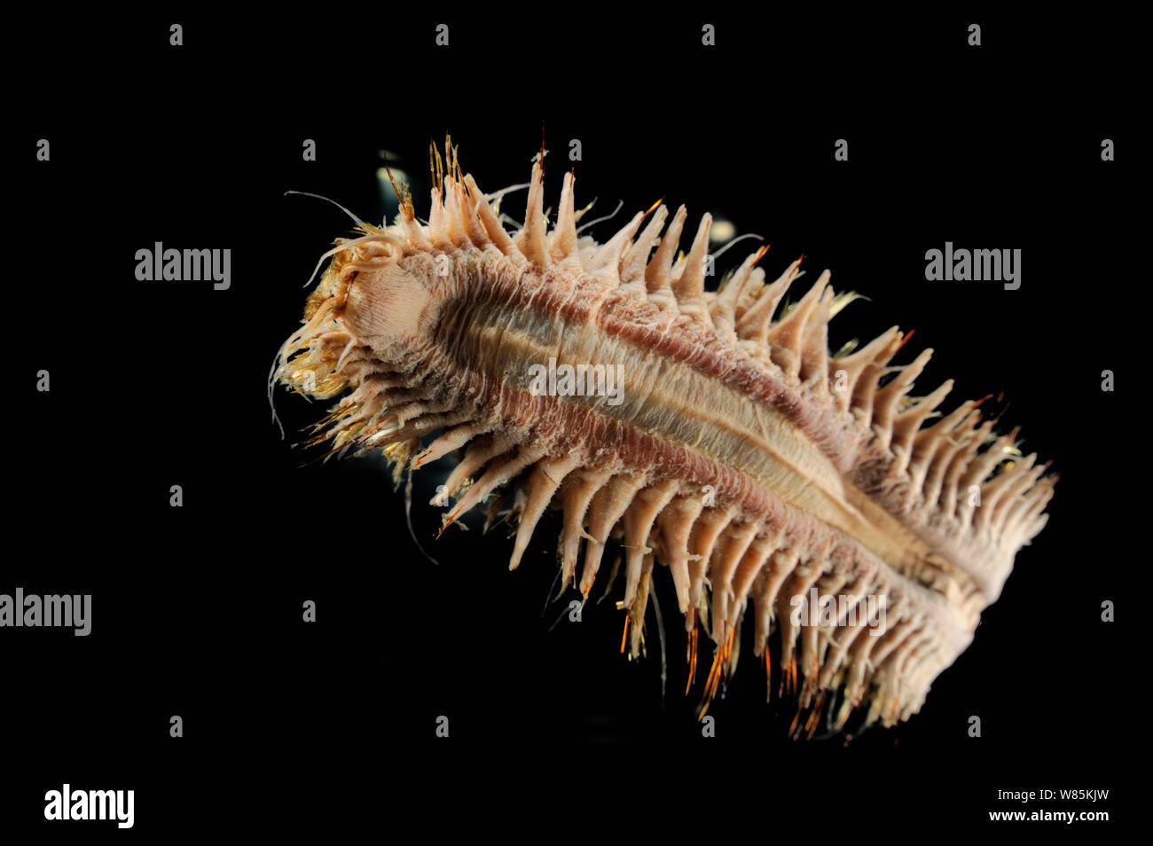 Giant scale Worm (Eulagisca gigantea) Muster von der Tiefsee der Antarktis Ozean. Stockfoto