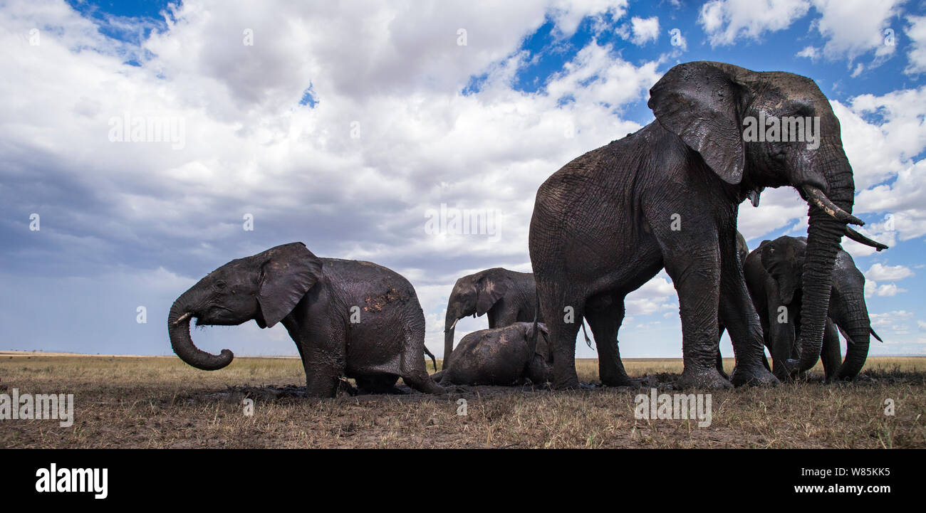 Afrikanische Elefanten (Loxodonta africana) an einer Wasserstelle gewälzt, Weitwinkel Perspektive. Masai Mara National Reserve, Kenia. Stockfoto