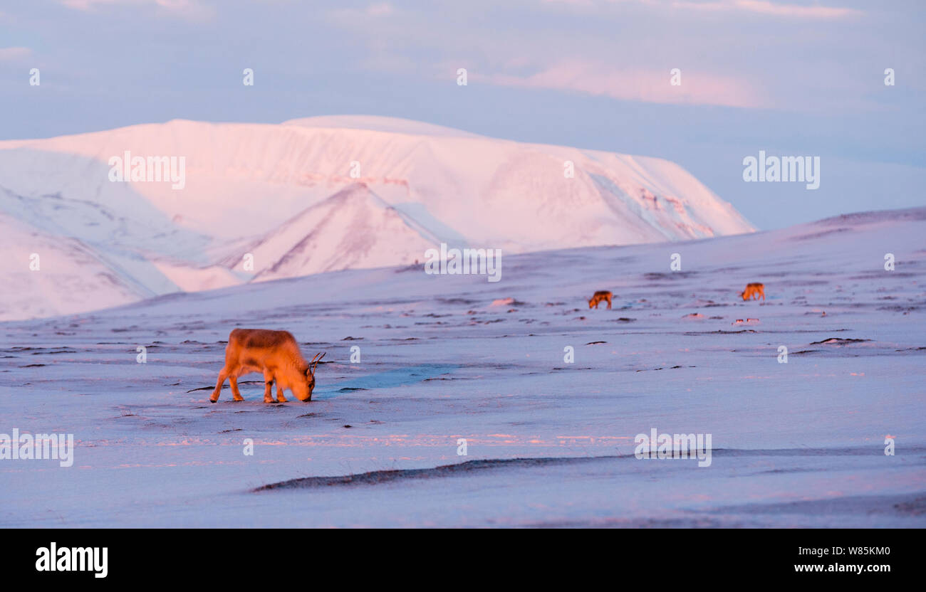 Svalbard Rentier (Rangifer tarandus platyrhynchus) Nahrungssuche in verschneiter Landschaft, Svalbard, Norwegen. April. Stockfoto