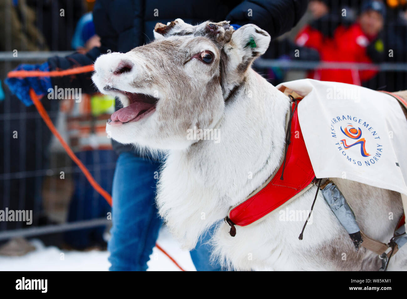 In Tromso enthornt Rentier Rentier Racing Championships, Tromso, Norwegen, Februar. Stockfoto