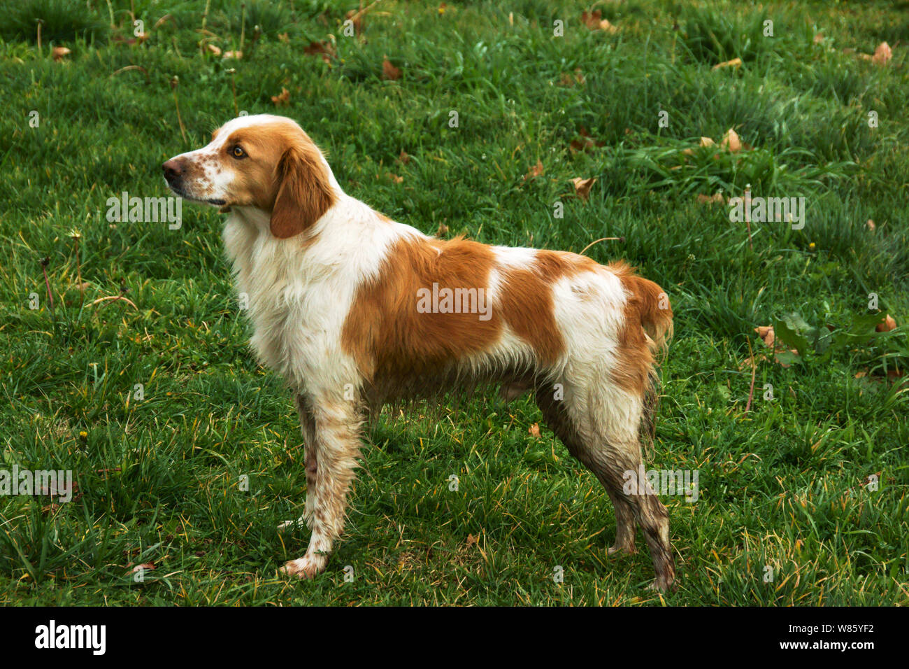 Haushund. Rasse "Brittany Spaniel". Eine mittelgroße Pointing gun Hund mit viel Energie Stockfoto