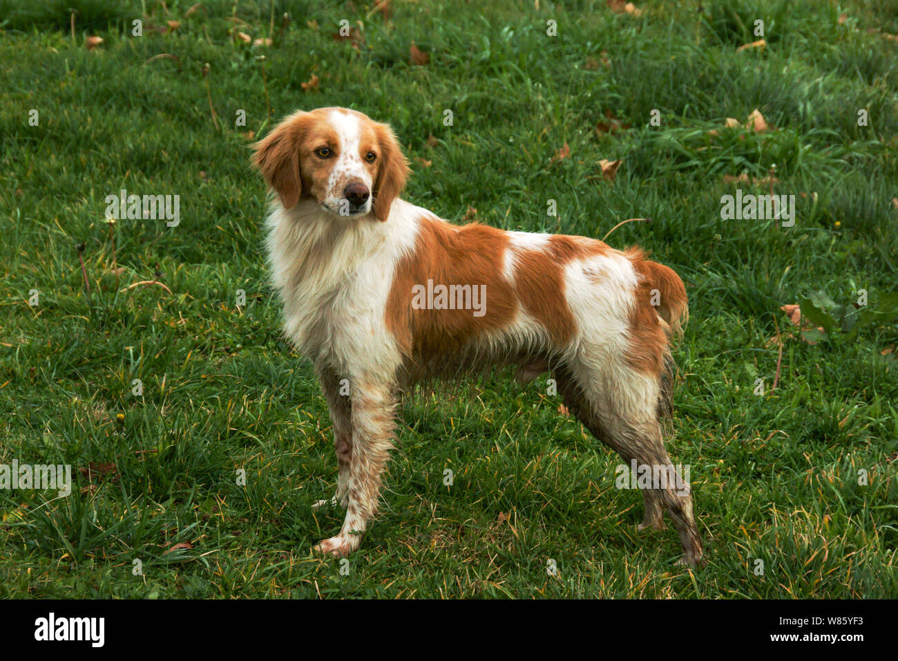 Haushund. Rasse "Brittany Spaniel". Eine mittelgroße Pointing gun Hund mit viel Energie Stockfoto