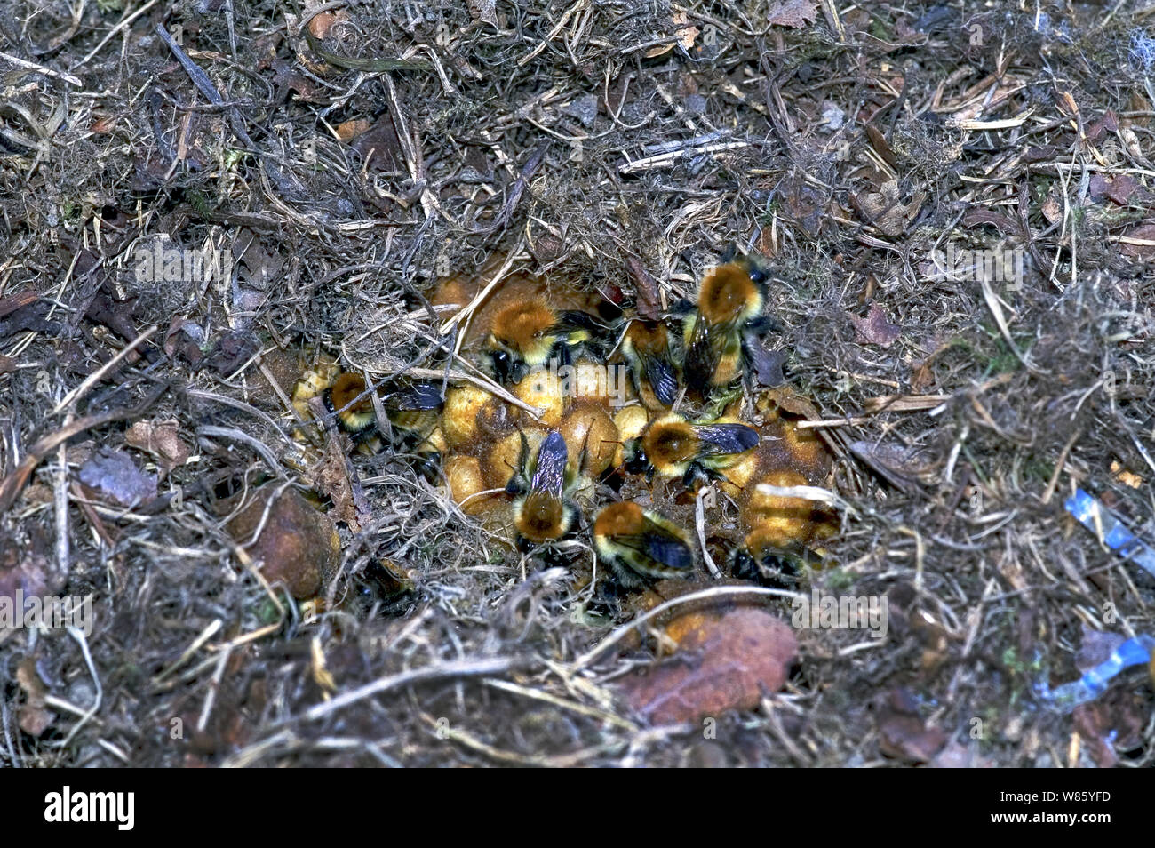 Hummel (Bombus pascuorum). Ein Nest auf dem Boden. Das Nest war unter einem Stein Fliese. Südwesten Frankreichs. Stockfoto