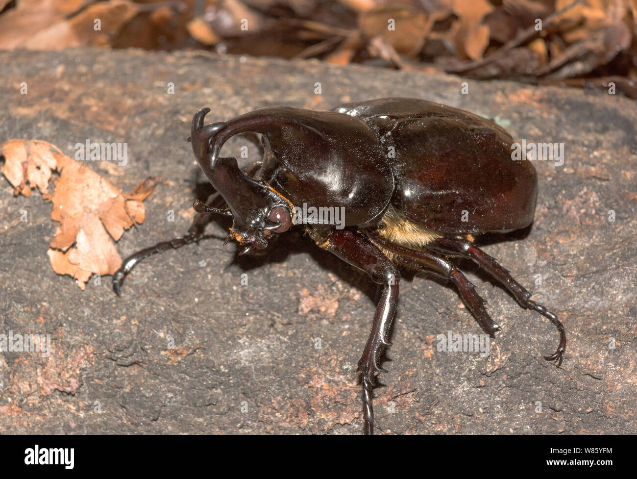 Insekten, Nashorn Käfer (Xylotrupes gideob). Ein riesiger Käfer aus Australien. Foto im Zoo von Stockholm Schweden. Stockfoto