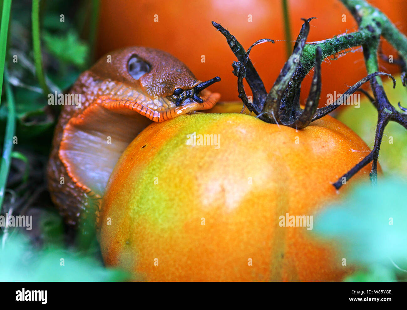 Die rote Nacktschnecke Arion rufus {ater}. Eine große robuste Slug gemeinsame in meinem Teil des Südwestens Frankreichs. Stockfoto