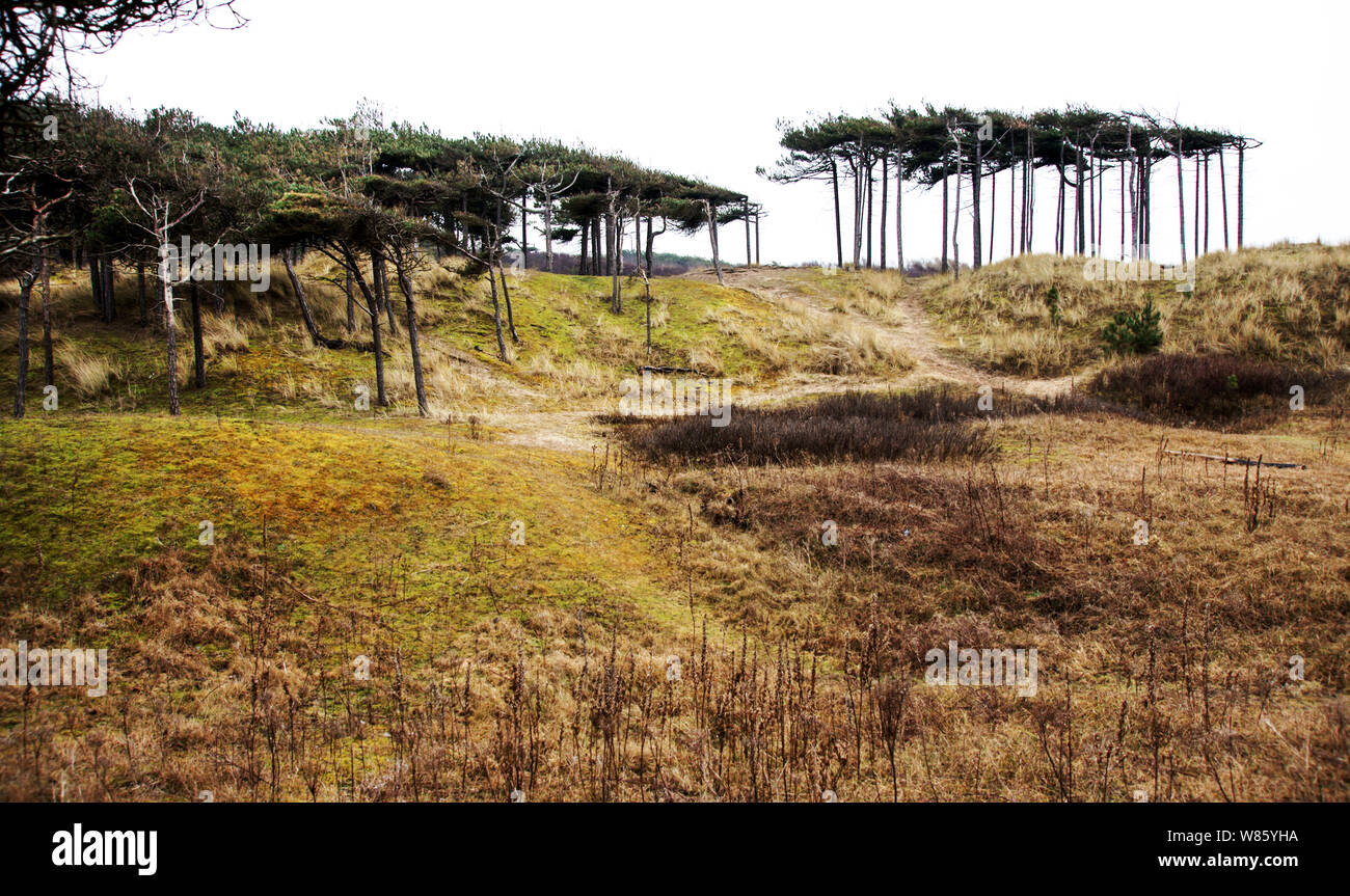 UK. Merseyside. Sanddünen bei Formby mit Wind modellierte Bäume. Westküste Englands, nasse und trockene Durchhänge Stockfoto