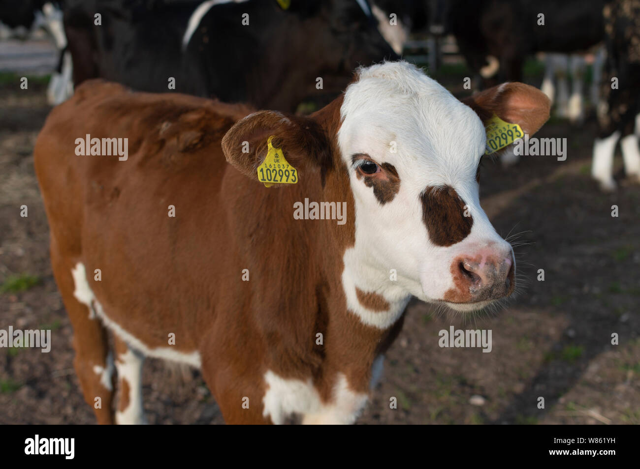 Kuh im Feld Stockfoto