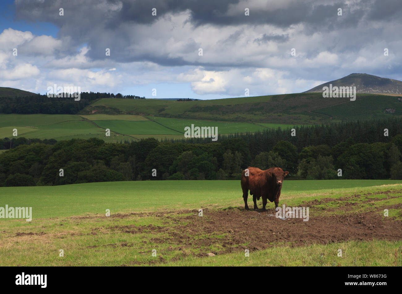 Bullen in einem Feld auf einer Rinderfarm in den schottischen Highlands. Stockfoto