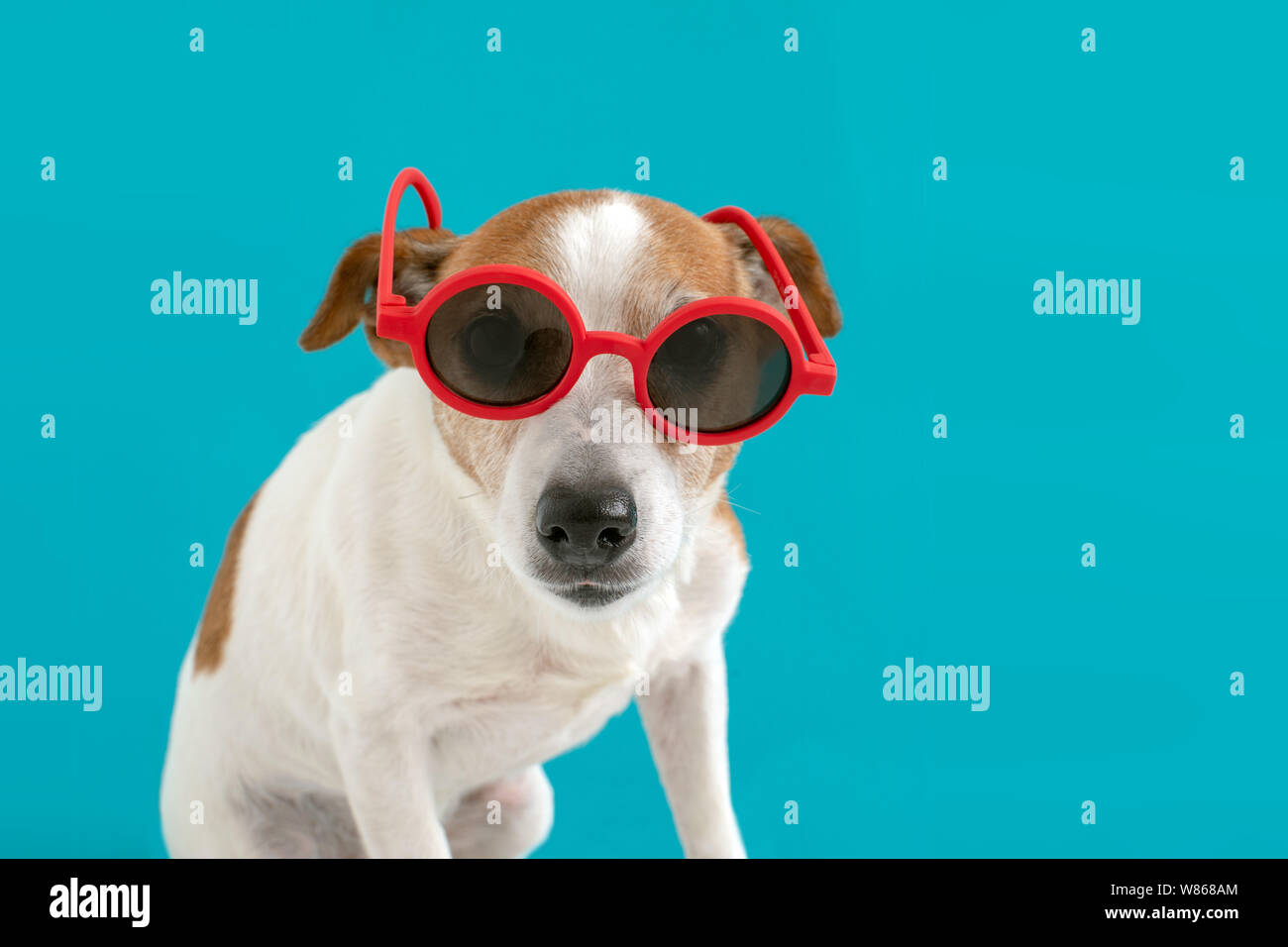 Hund in rot Sonnenbrille Stockfoto