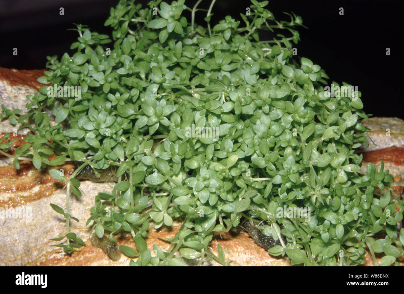 Pearl Gras oder Unkraut, Hemianthus micranthemoides Stockfoto