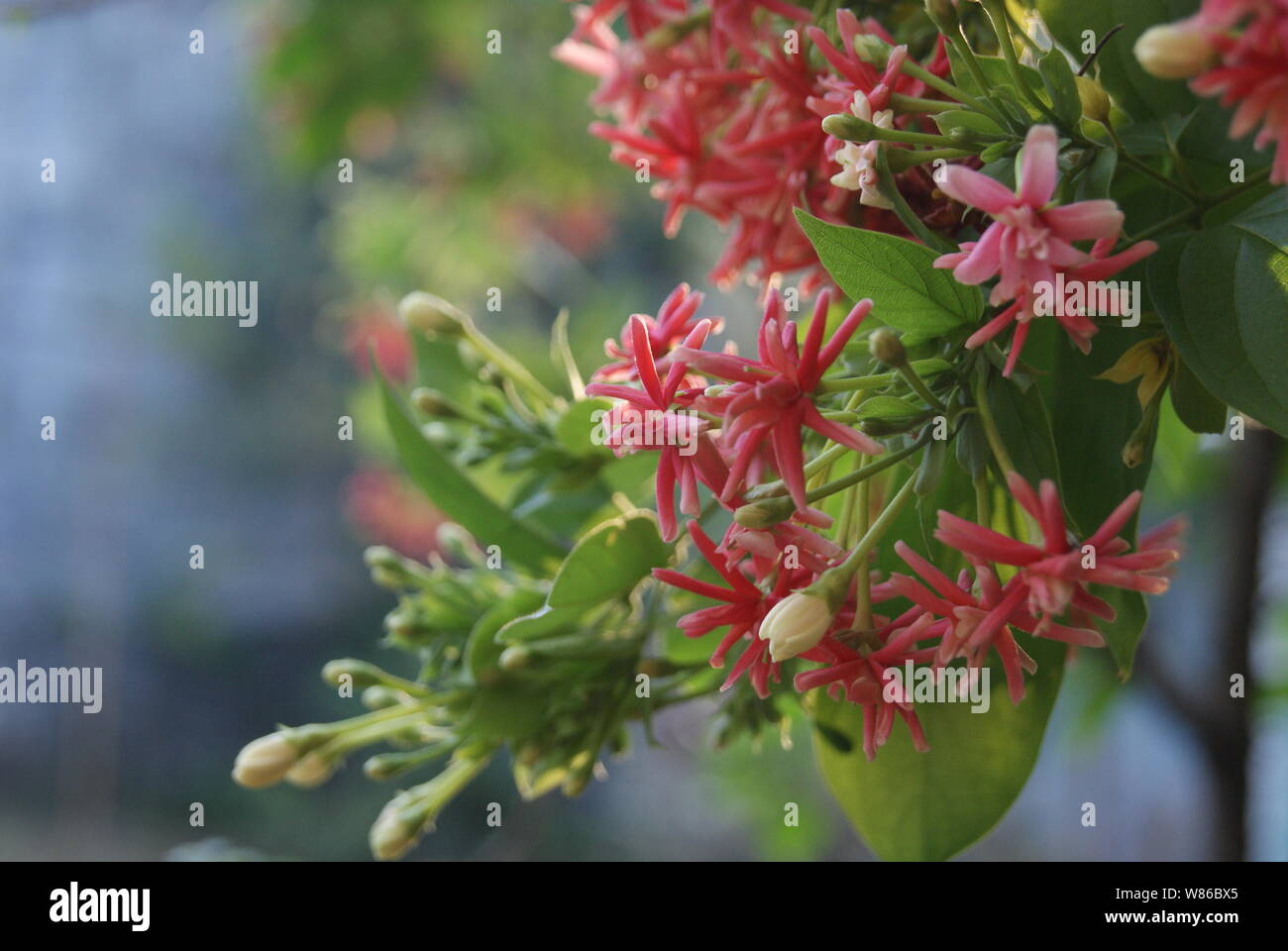 Helle Schuß von combretum indicum Blume Stockfoto