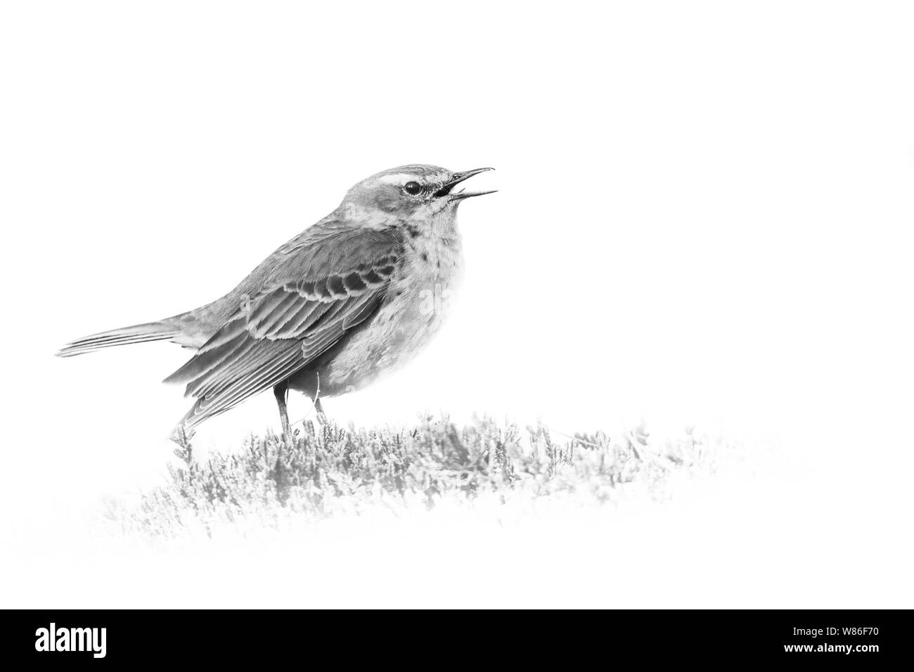 Wasser Pieper (Anthus spinoletta), einem schönen Songbird sitzen auf der Heide im Morgen, Nationalpark Riesengebirge, Tschechische Republik Stockfoto