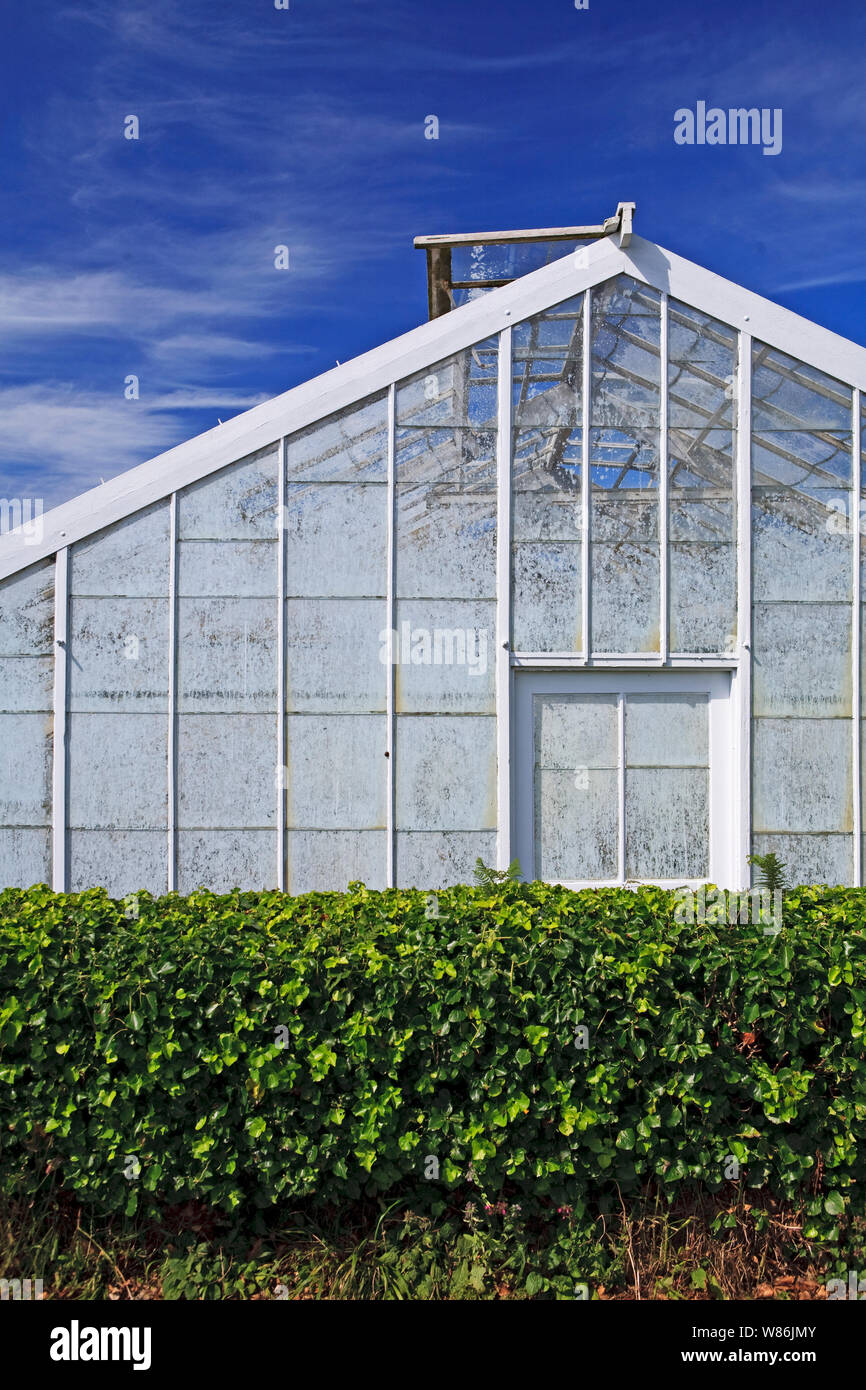 Ein großes Gewächshaus für den Anbau von Tomaten oder Gurken in großem Maßstab mit Hecke und blauer Himmel Stockfoto