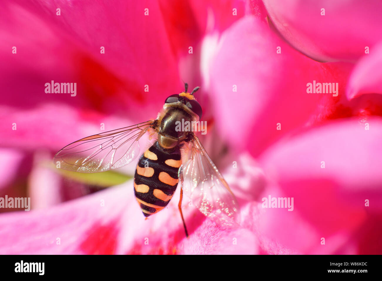 Detail eines Insekts diptera beim Nektar sammeln von a rosa Blume Stockfoto