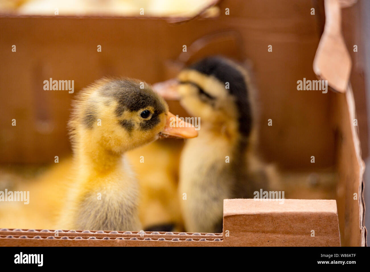 Baby Enten voll in Kisten im Mercado t als Haustiere oder Lebensmittel verkauft werden. Stockfoto